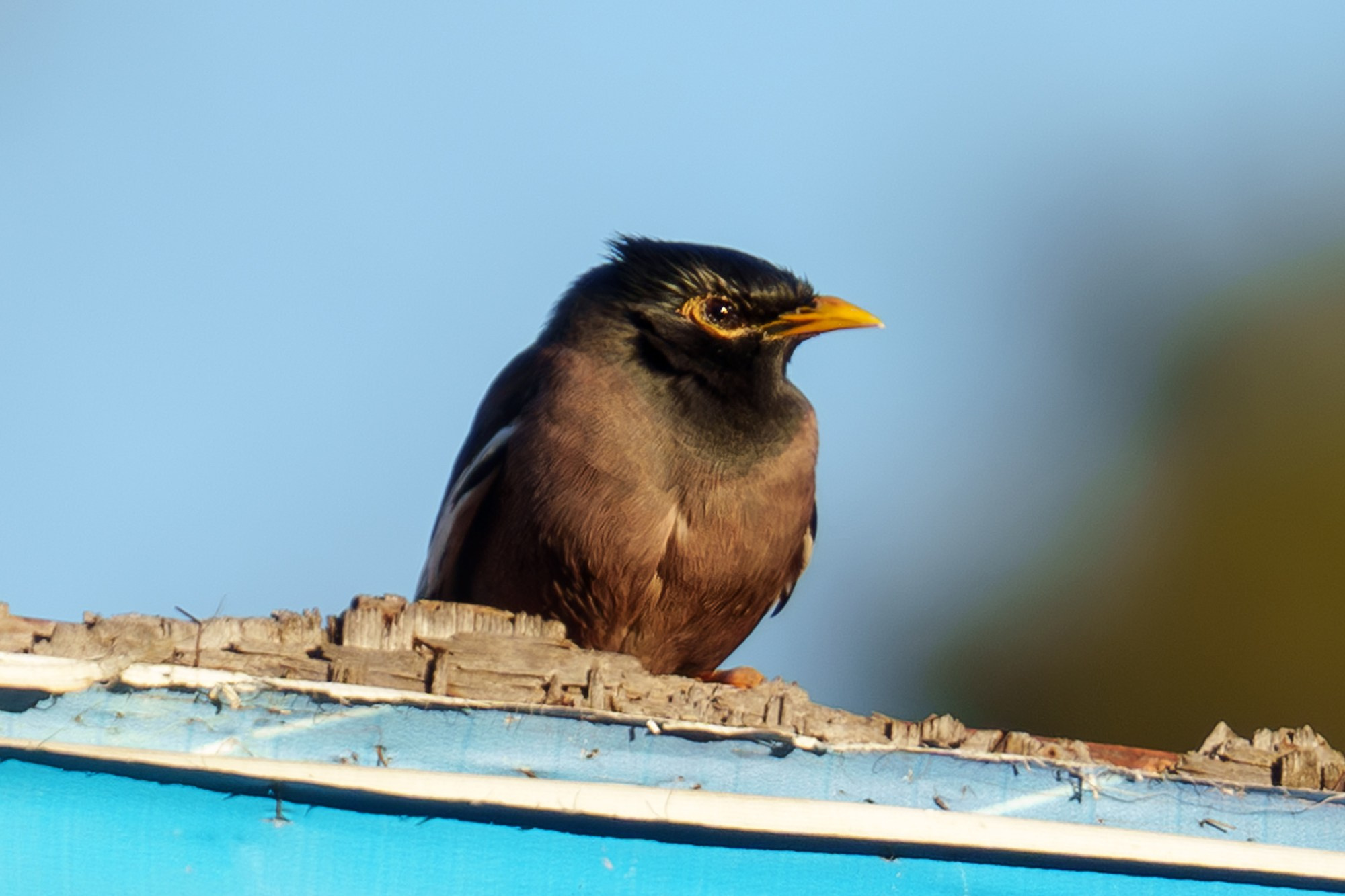 Удивительные мир птиц. Вокруг нас столько прекрасного — присмотритесь!. Ваш личный фотограф Марина Волкова