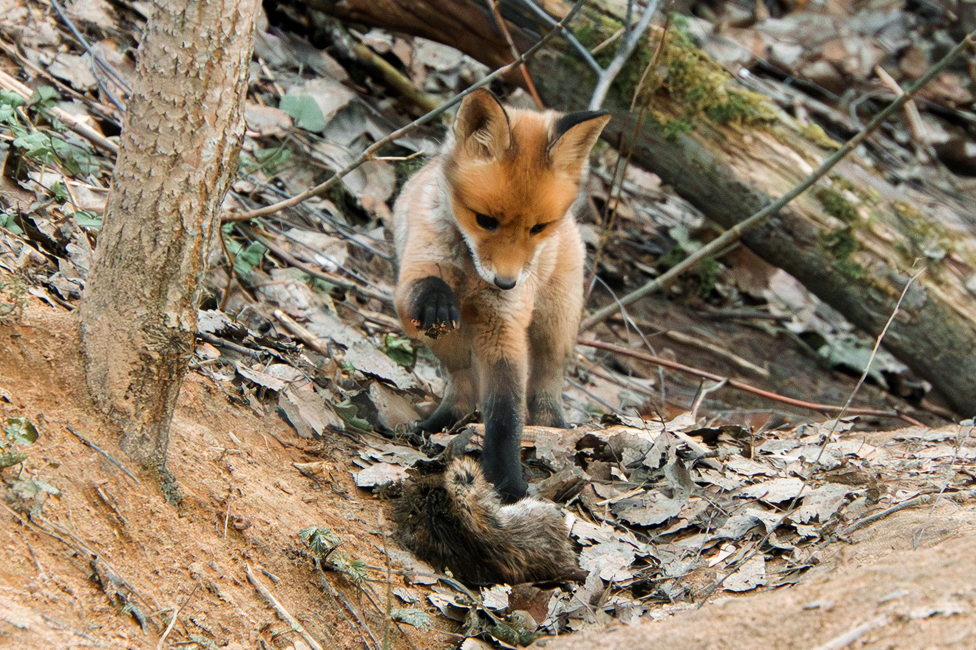 Животные. Ваш личный фотограф Марина Волкова