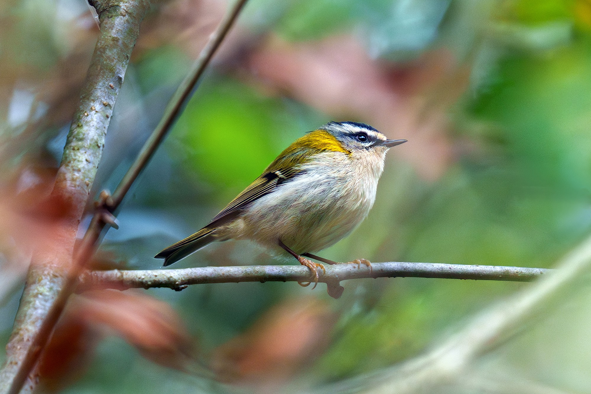 Удивительные мир птиц. Вокруг нас столько прекрасного — присмотритесь!. Ваш личный фотограф Марина Волкова
