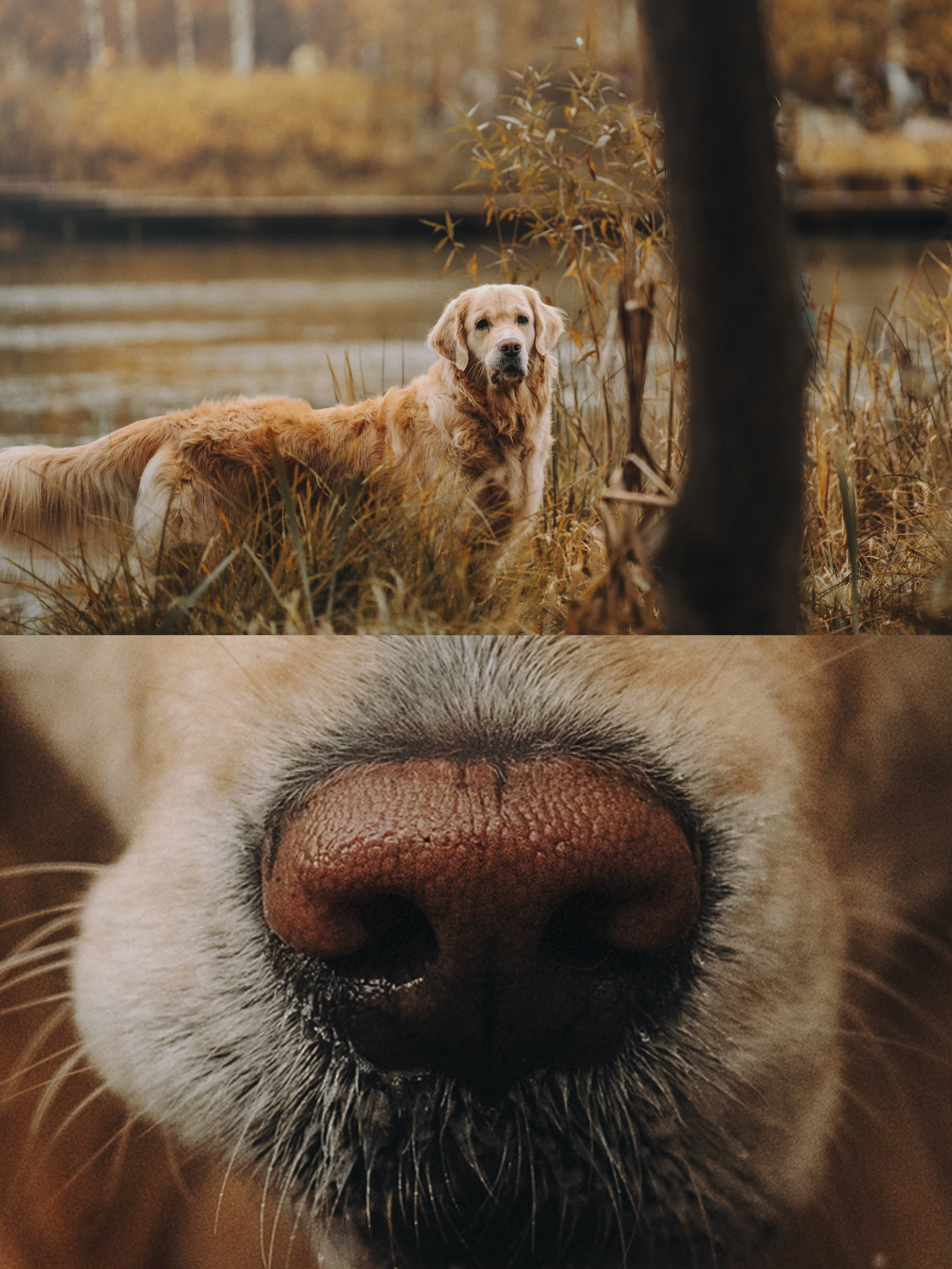 Анастасия и Айза. Фотограф анималист в Москве и Санкт-Петербурге Свиридова Анна