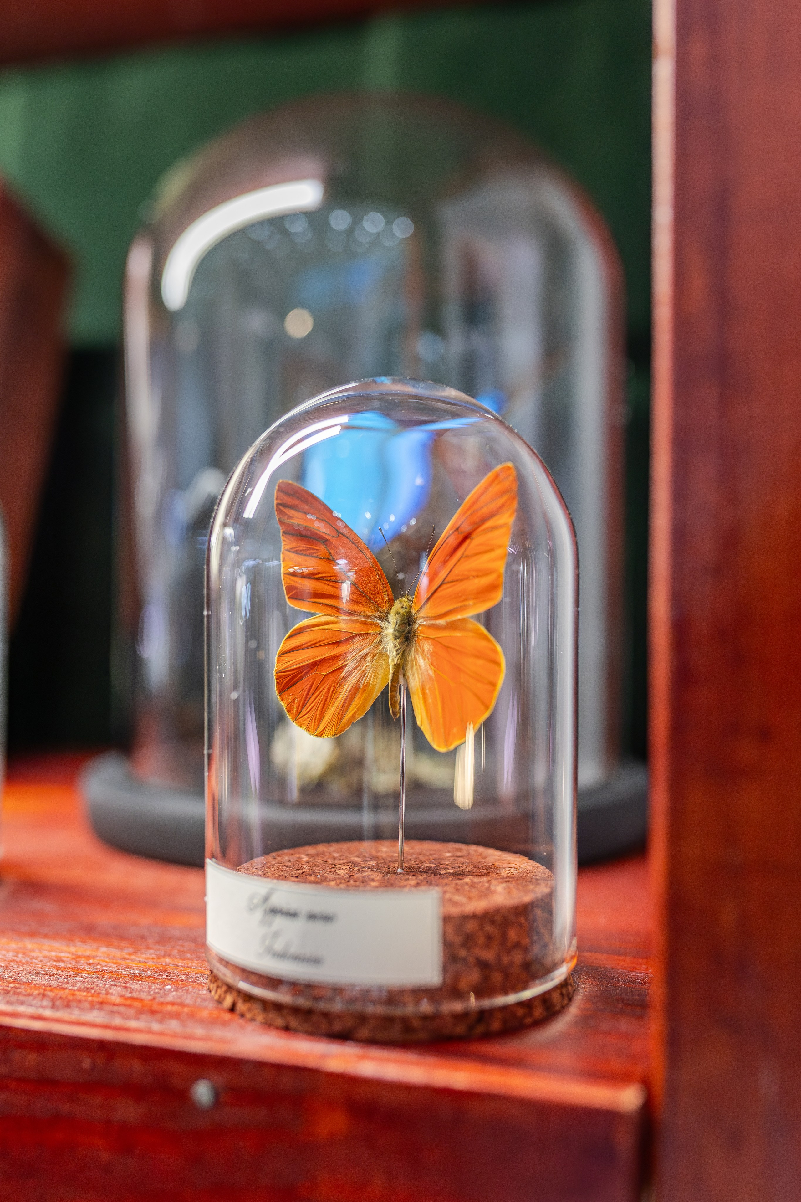 Монстериум апрель 2026. Александра Куликова фотограф, Москва