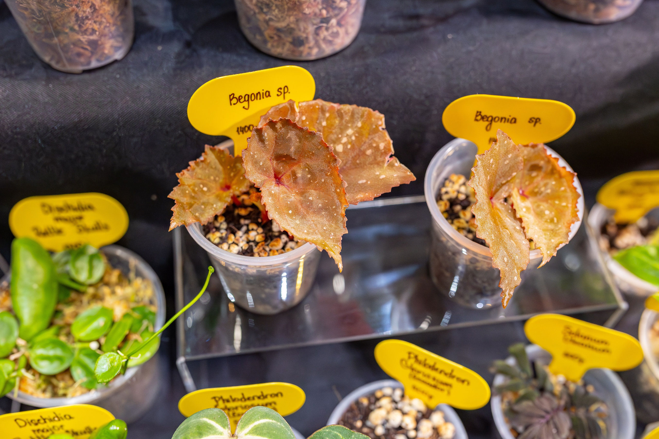 Монстериум апрель 2026. Александра Куликова фотограф, Москва