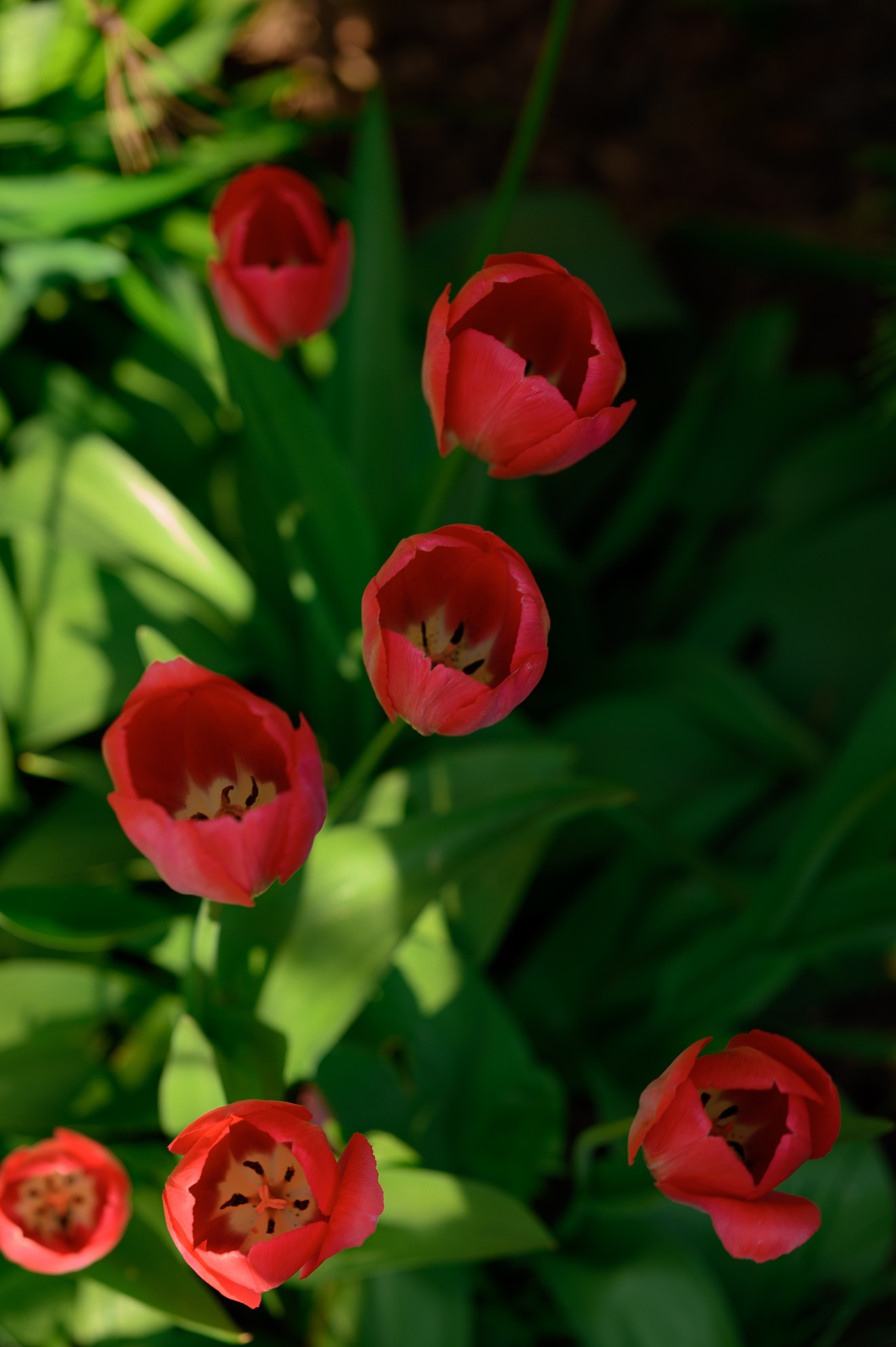 Юбилейный вечер в кругу родных. Семейный, свадебный и репортажный фотограф в Москве Анастасия Светлова