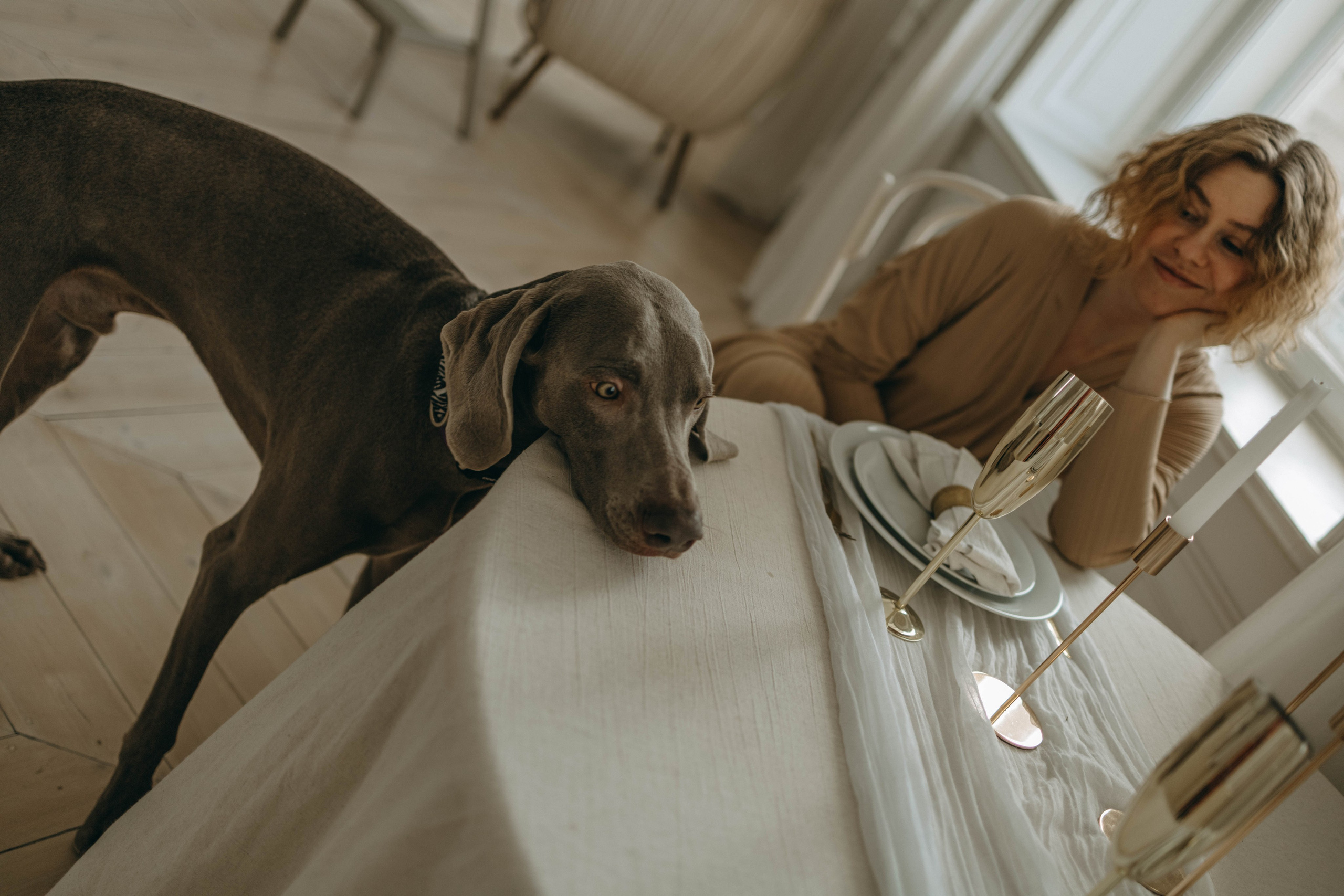 Фотосессия в студии с собакой. Фотограф-анималист в Екатеринбурге | Кристина