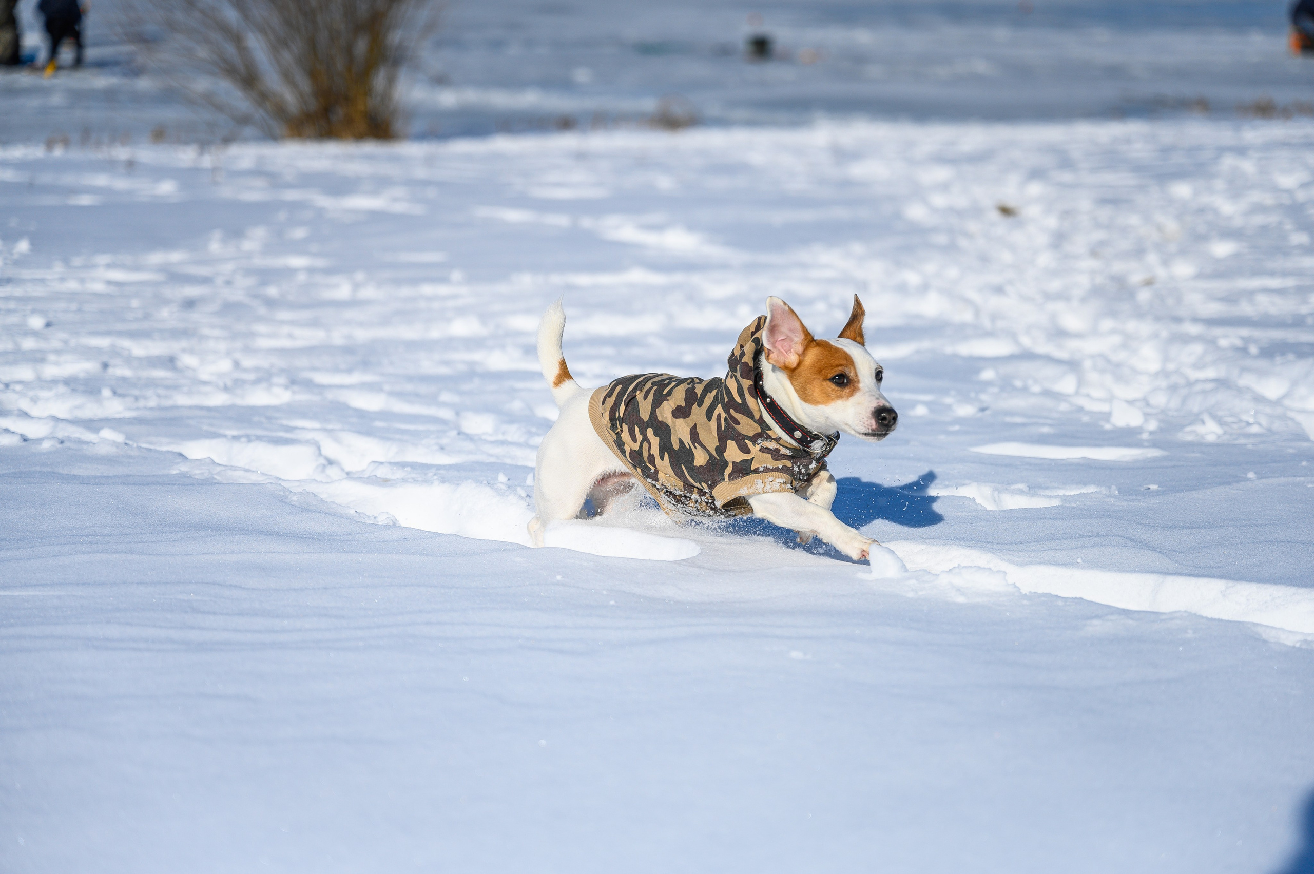 Джек Рассел. Bazarkom-photo.ru Фотограф Виктор Оськин в Старом Осколе