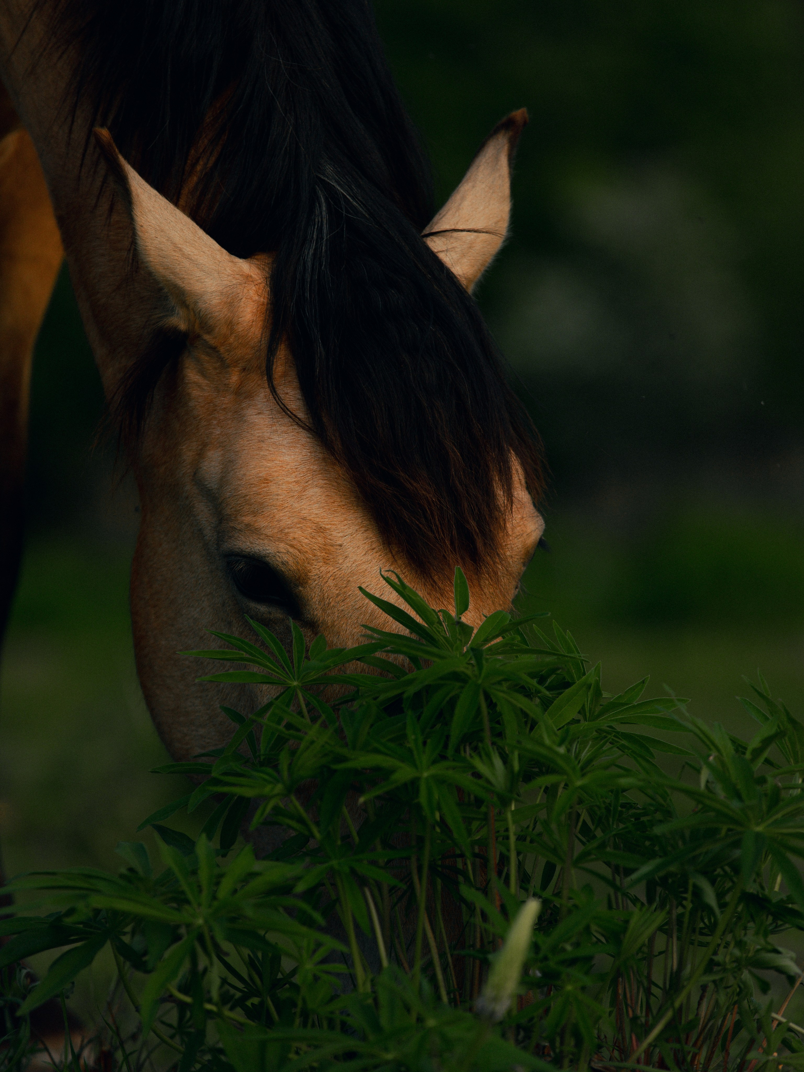 Съёмка лошадей/ цвет. Конный фотограф в Калининграде Елена Курбатова