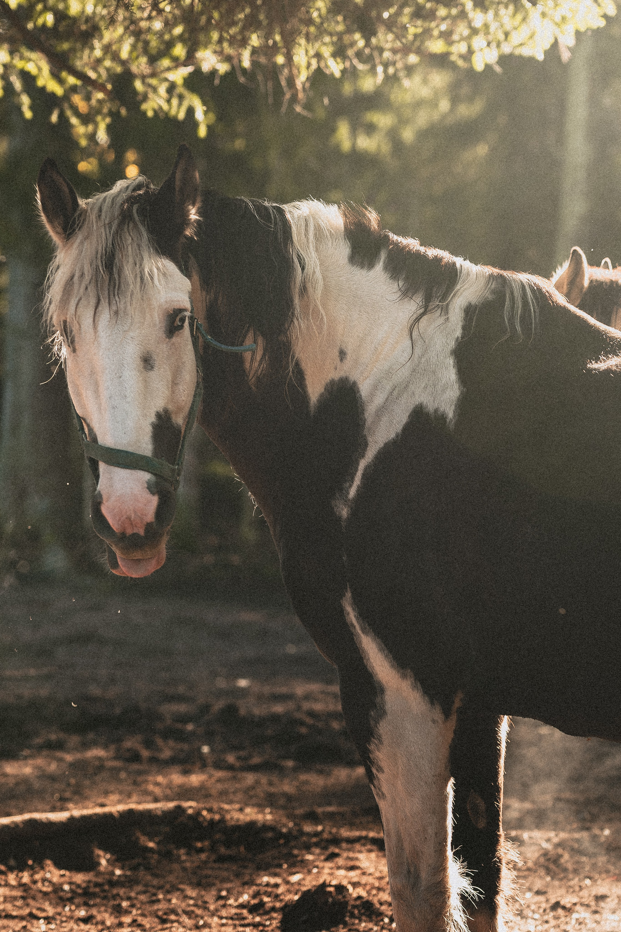 Born to be Wild. Юля Дэй • Фотограф, Санкт-Петербург