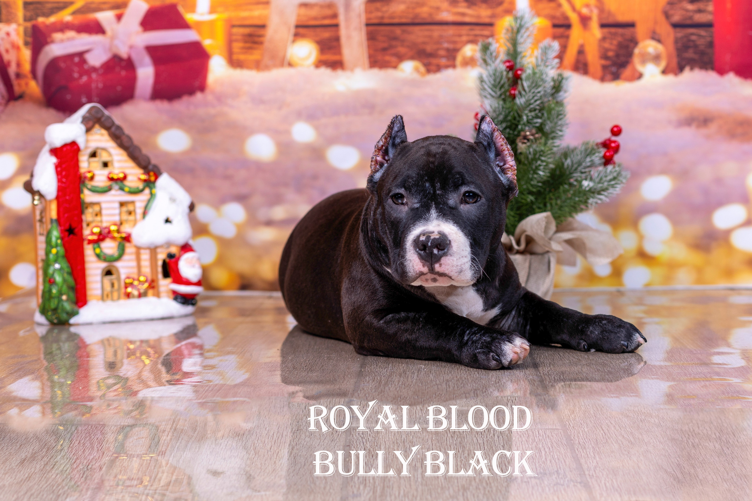 Американский булли!. Фотограф 📸 семейный, предметный, репортажный