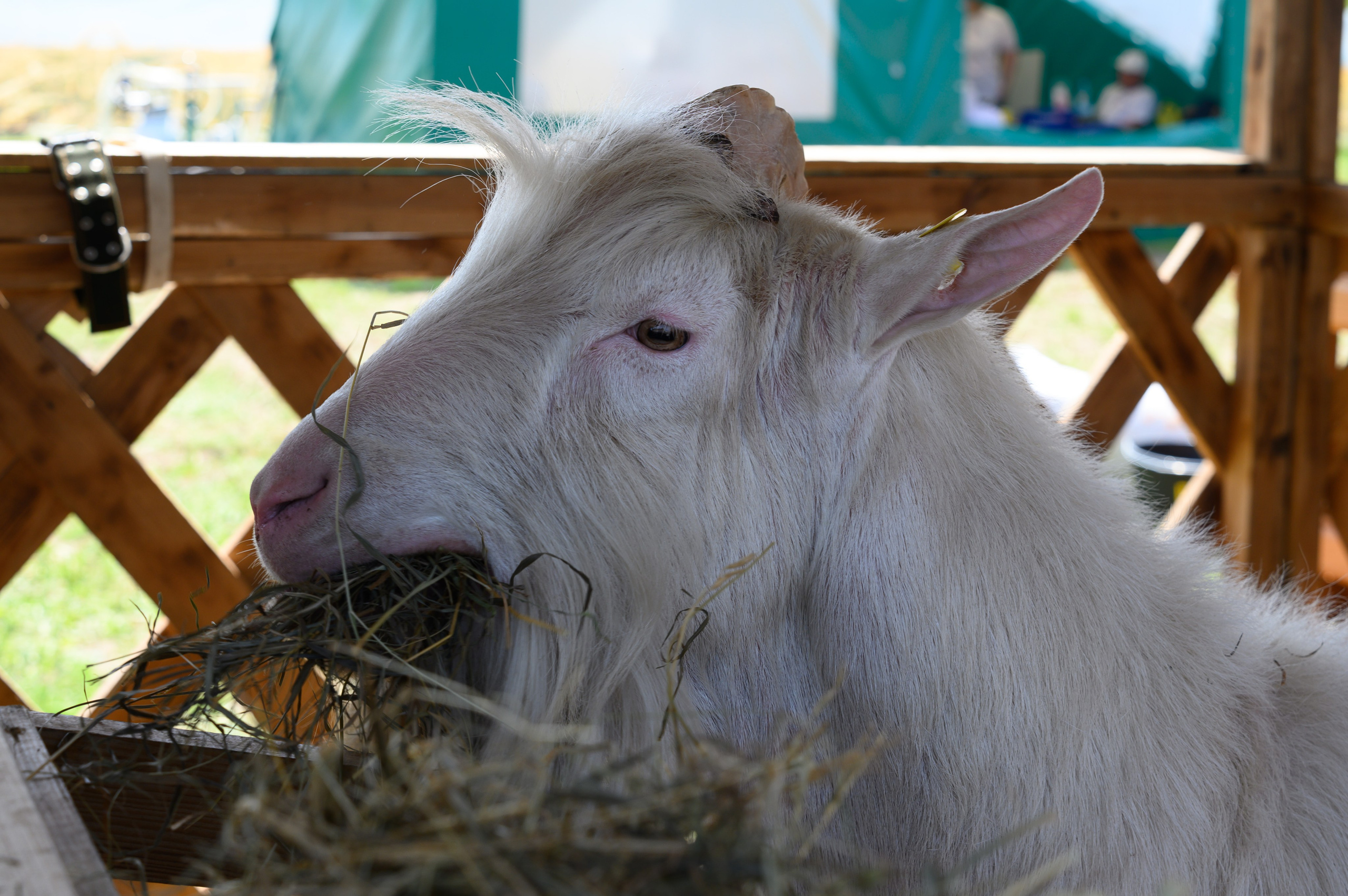 Агровыставка. Фотоуслуги, услуги фотографа, фотографирование важных событий