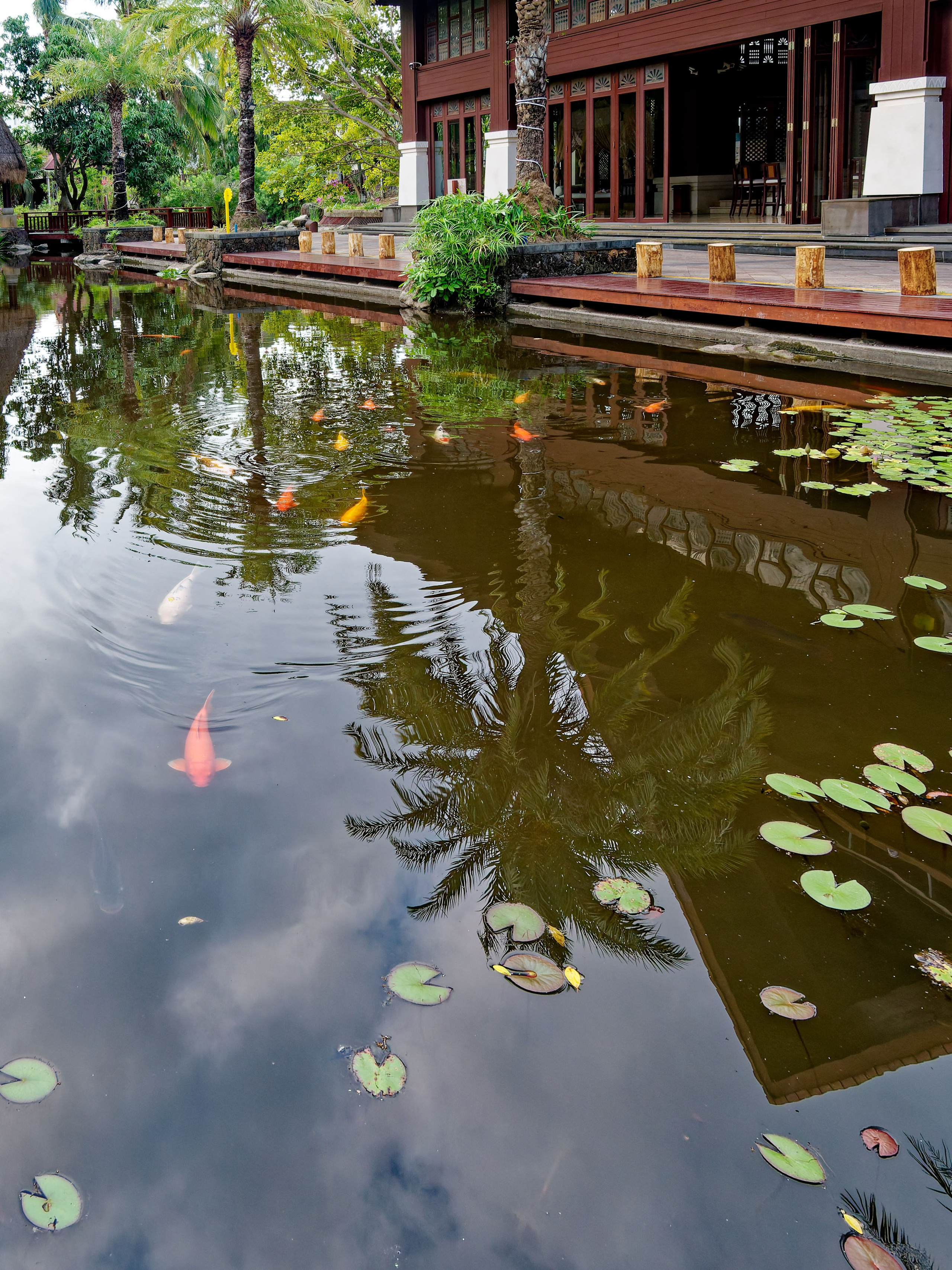 Хайнань 2026, Золотые рыбки в реке отеля. Фотопрогулки по Миру