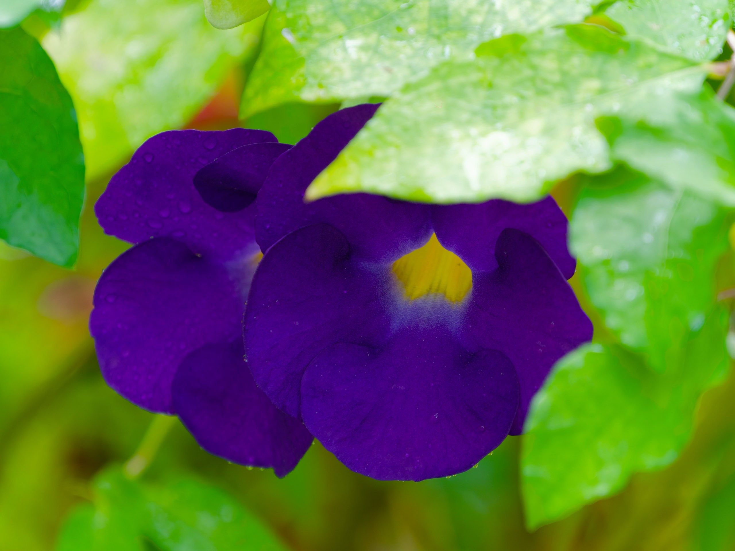 Хайнань 2026, флора, цветы и деревья. Фотопрогулки по Миру