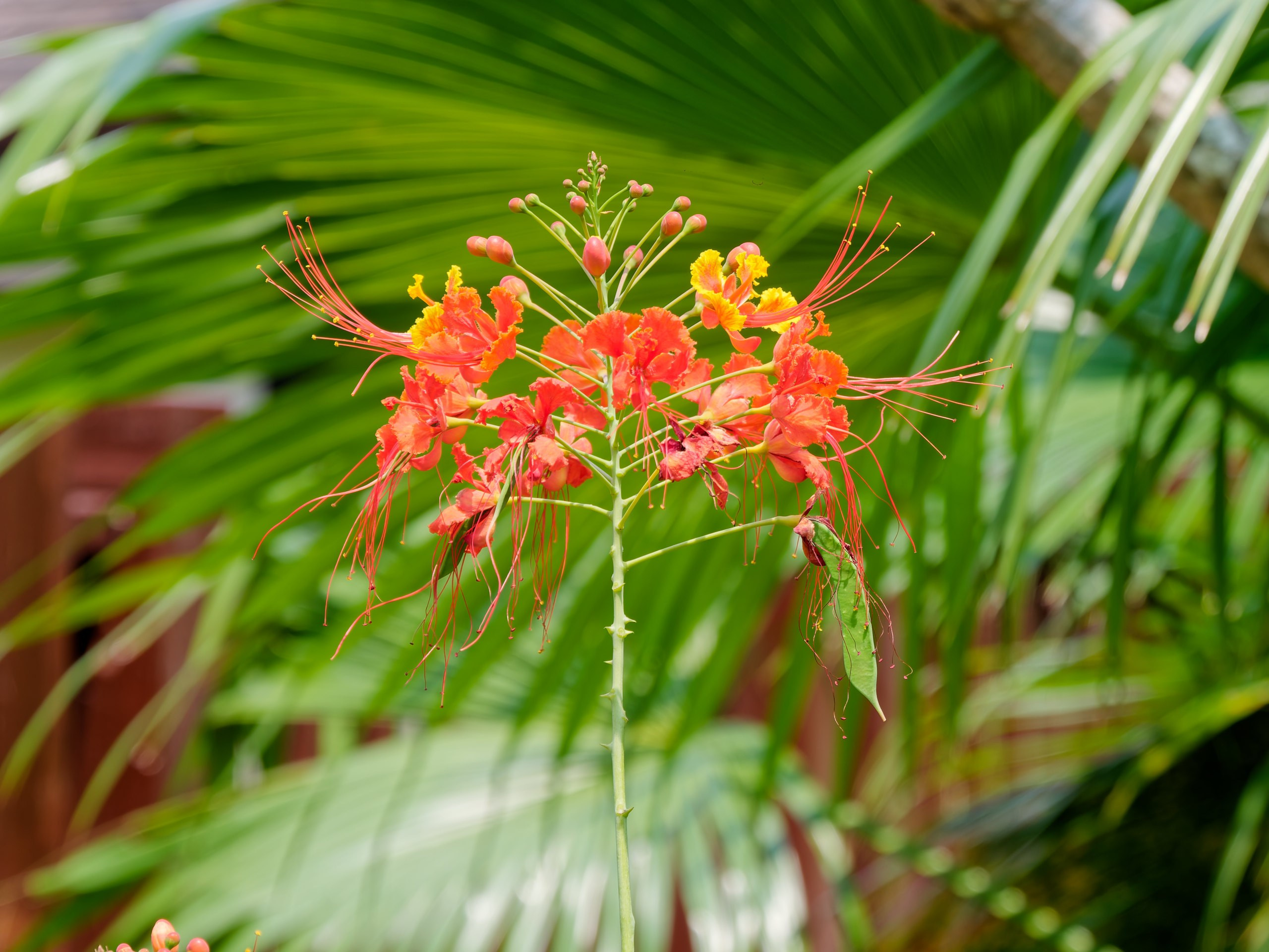 Хайнань 2026, флора, цветы и деревья. Фотопрогулки по Миру