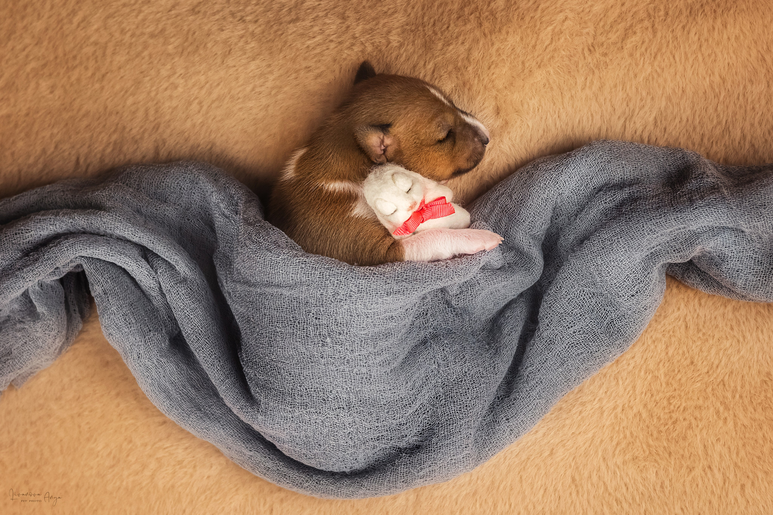 Басеньки. Фотограф анималист Аня Ливанова | Рыбинск