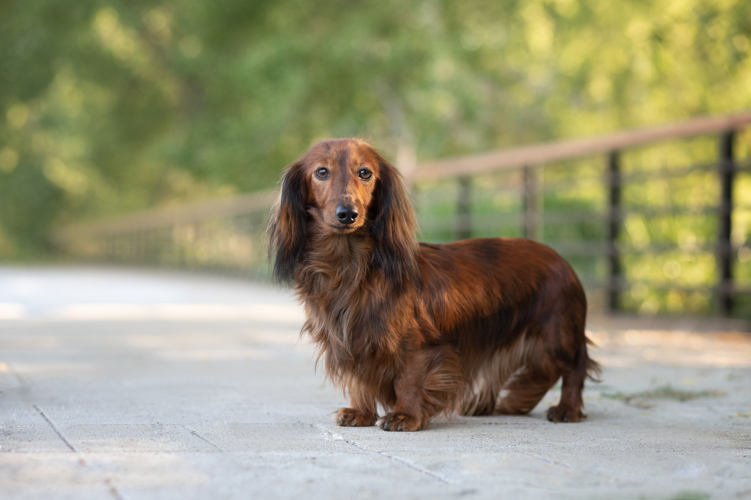 Фотосъёмка собак. Семейный и анималист фотограф в Переславле Анастасия Гусева