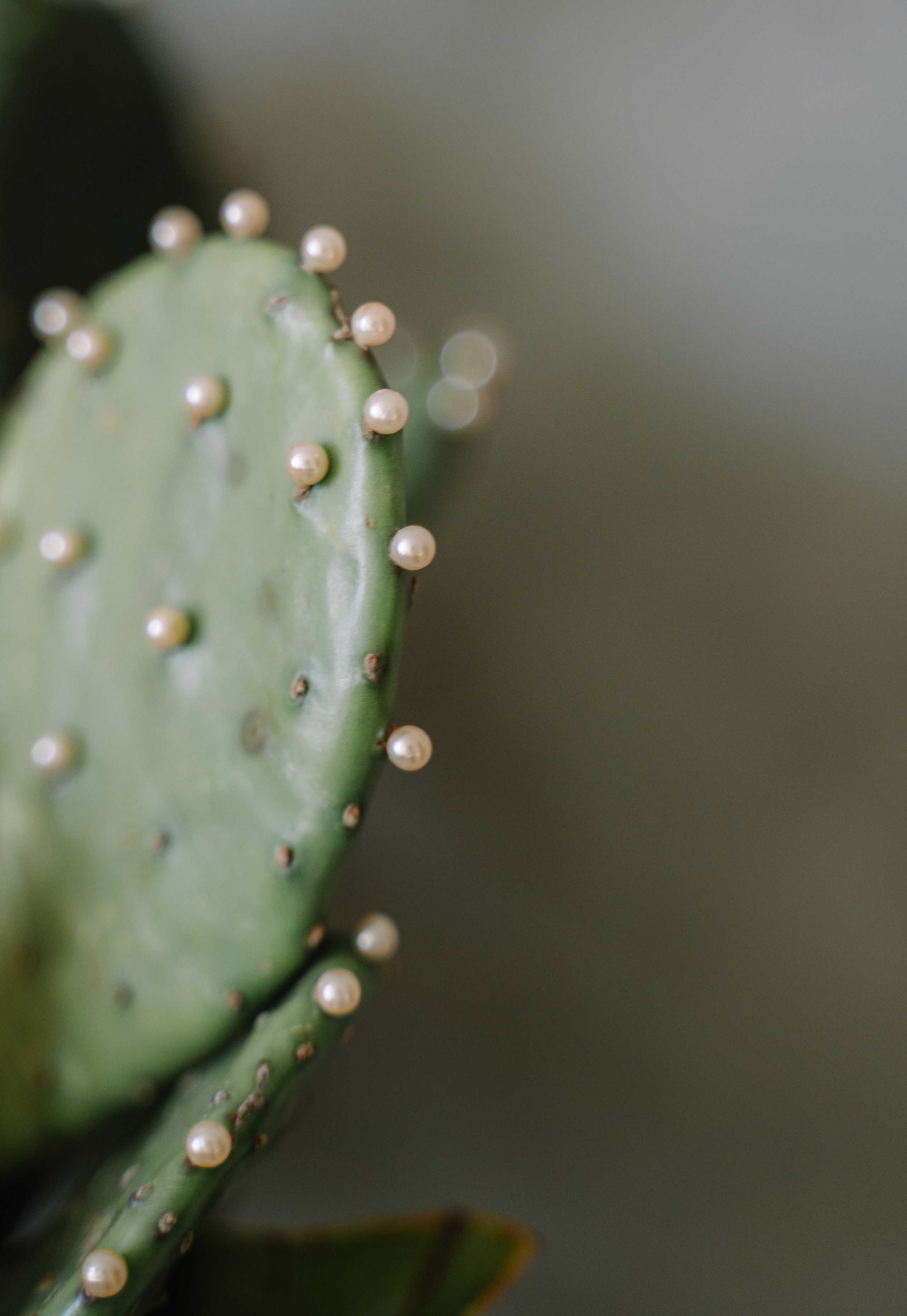 Юля (Съемка в Студии). Свадебный и семейный фотограф в Анапе Елена Полетаева