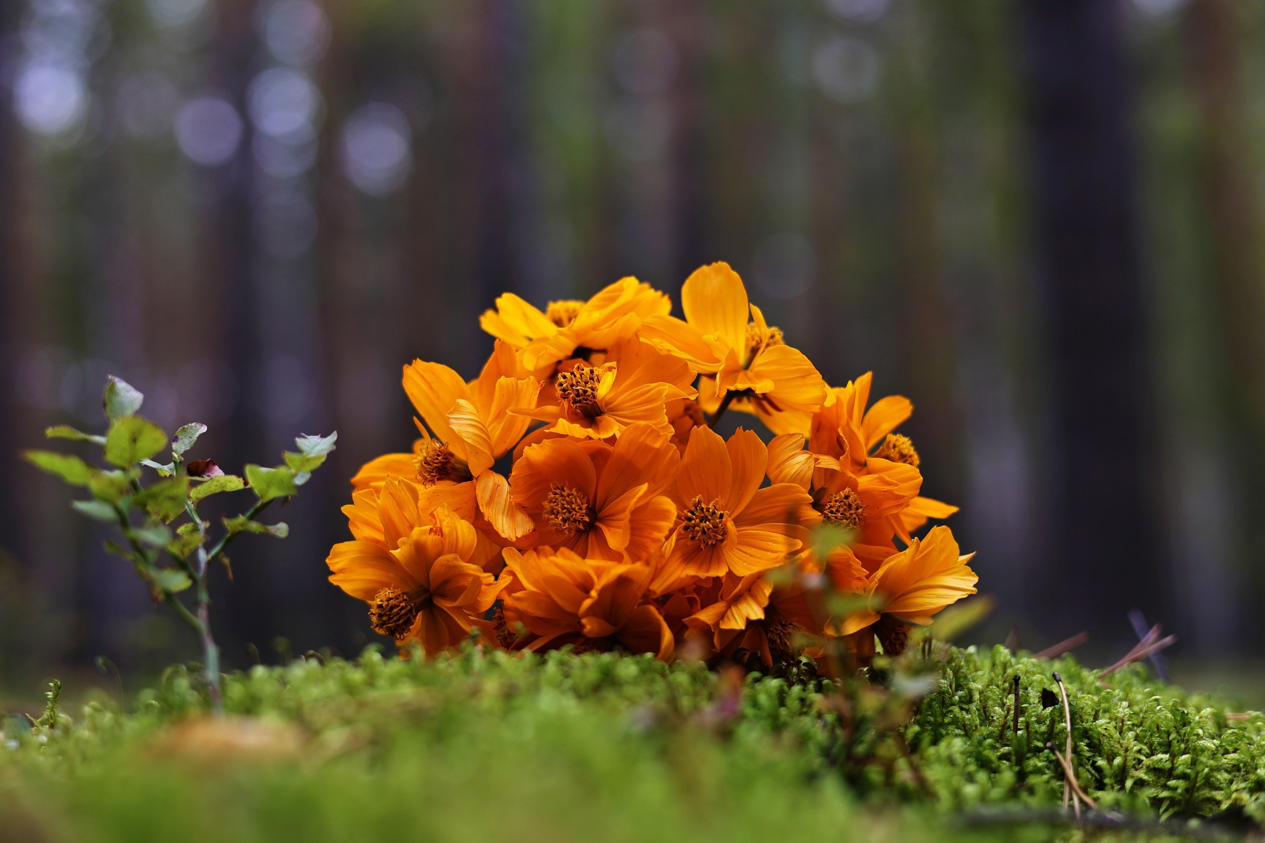 Осень в природе — это волшебство!. Фотограф | Видеограф в Кургане, Тюмени и Челябинске