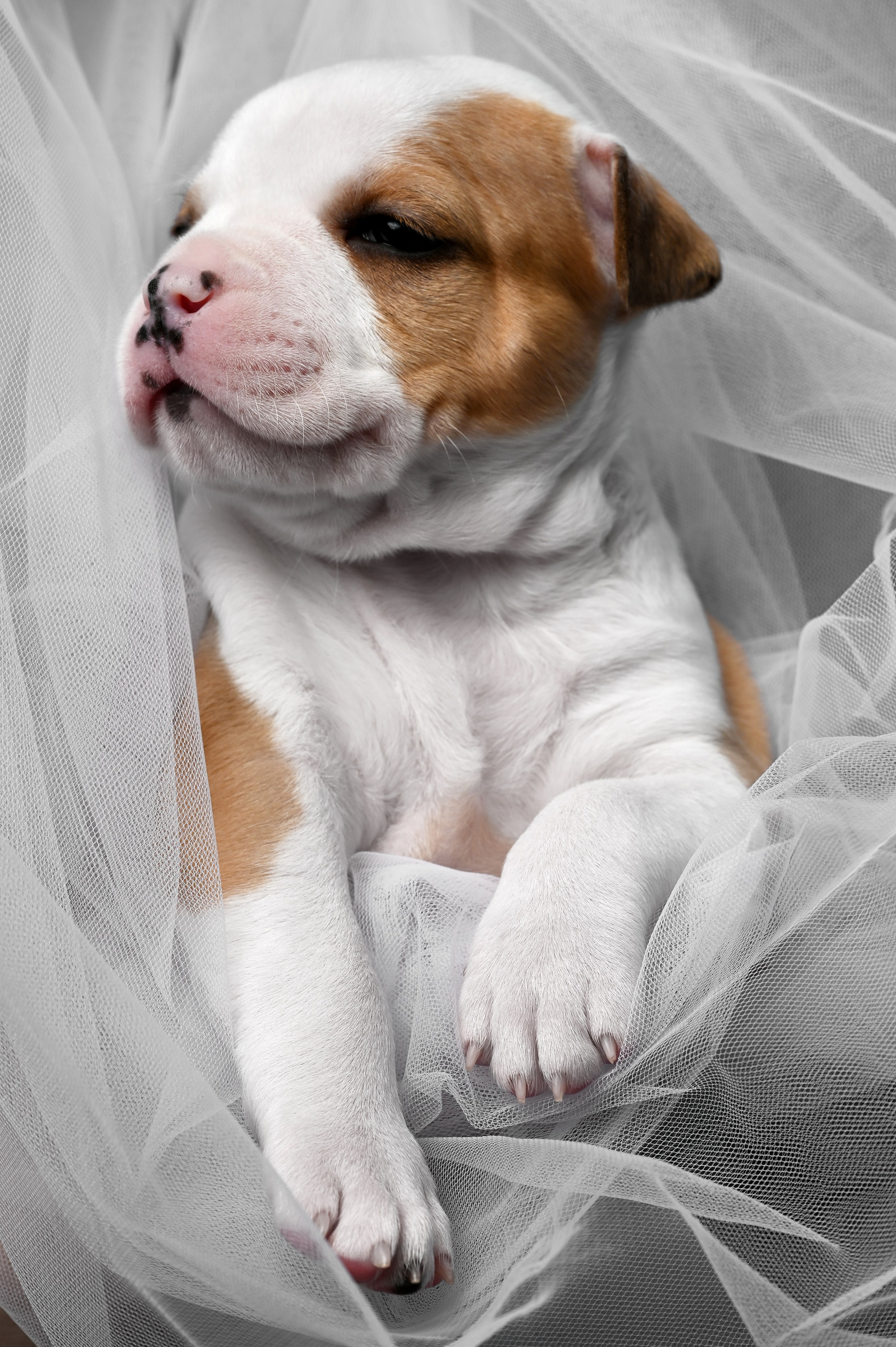 Фотосессия собак, щенков,. Предметная фото и видеосъемка в Саратове| Профессиональный фотограф