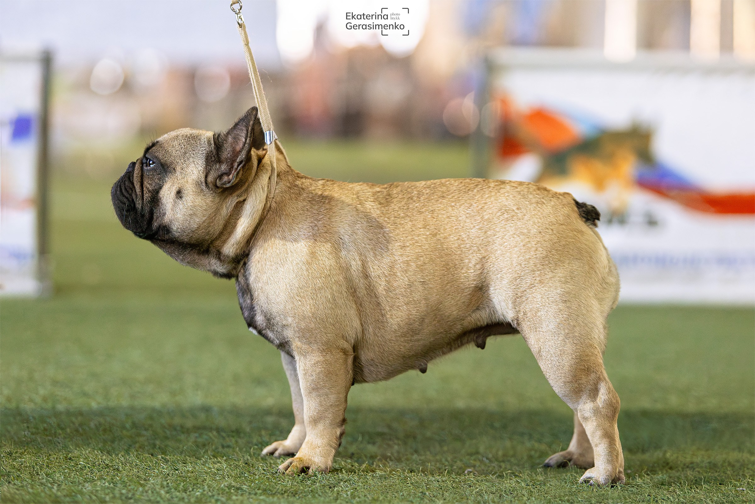 6 октября 2024, Выставка РКФ, г. Пермь. Htykk_photo