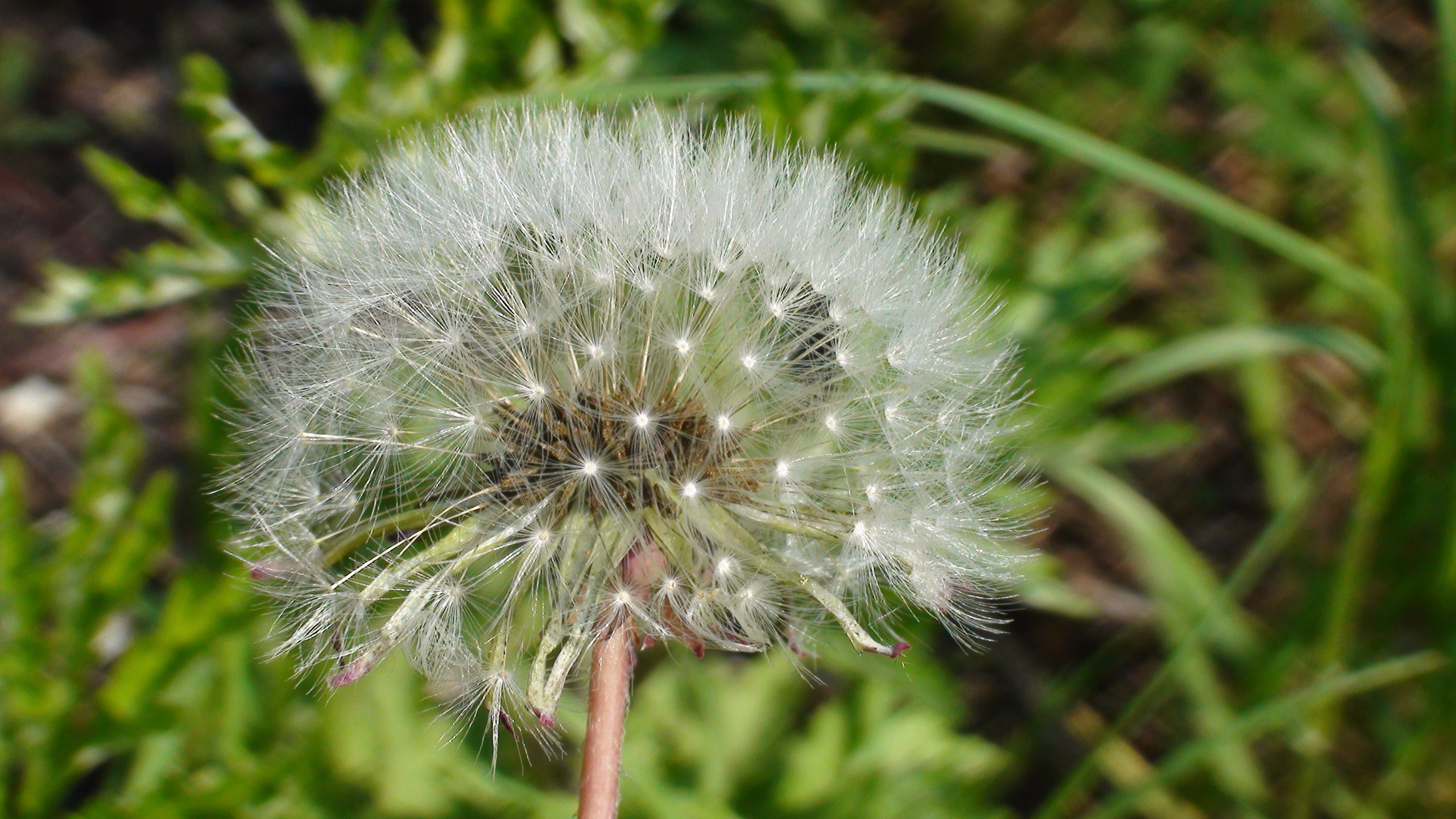 Дача 07.06.2009. Семейный, Свадебный фотограф СПБ Питер— Романова Екатерина