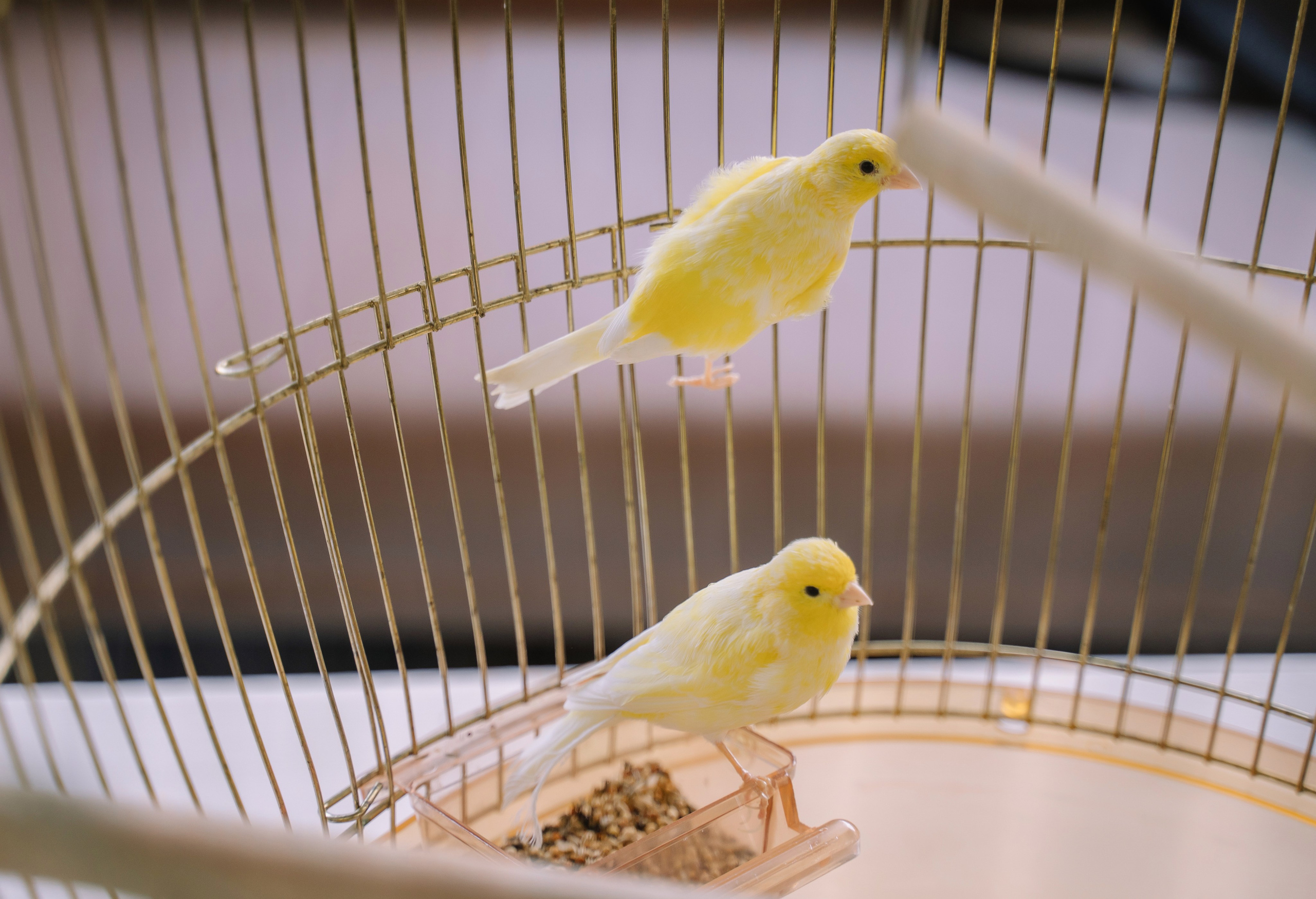 Свадебный день Руслана и Лали. Свадебный и семейный фотограф в Анапе Елена Полетаева