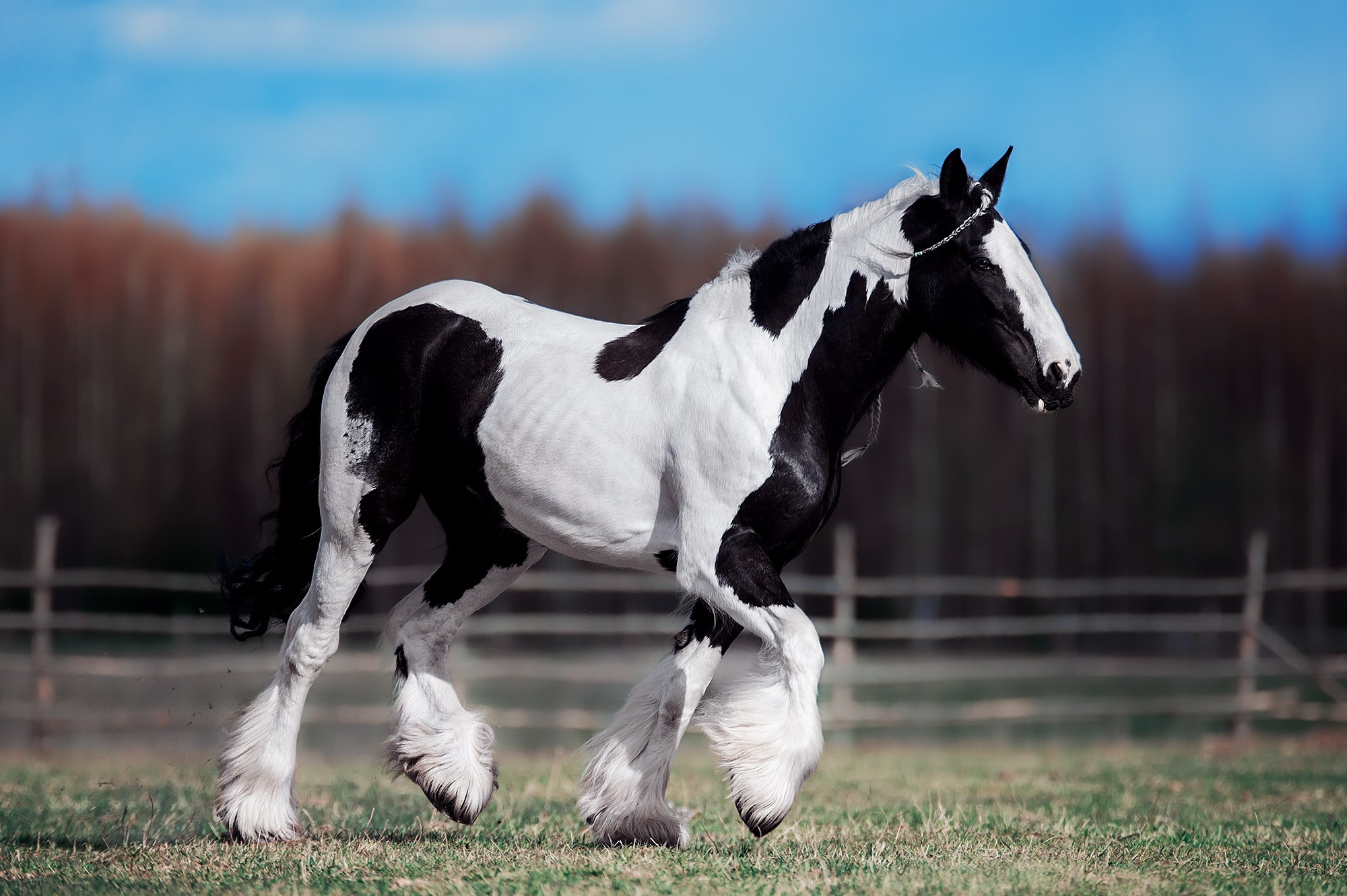 На свободе. Конный фотограф Alesya Safe
