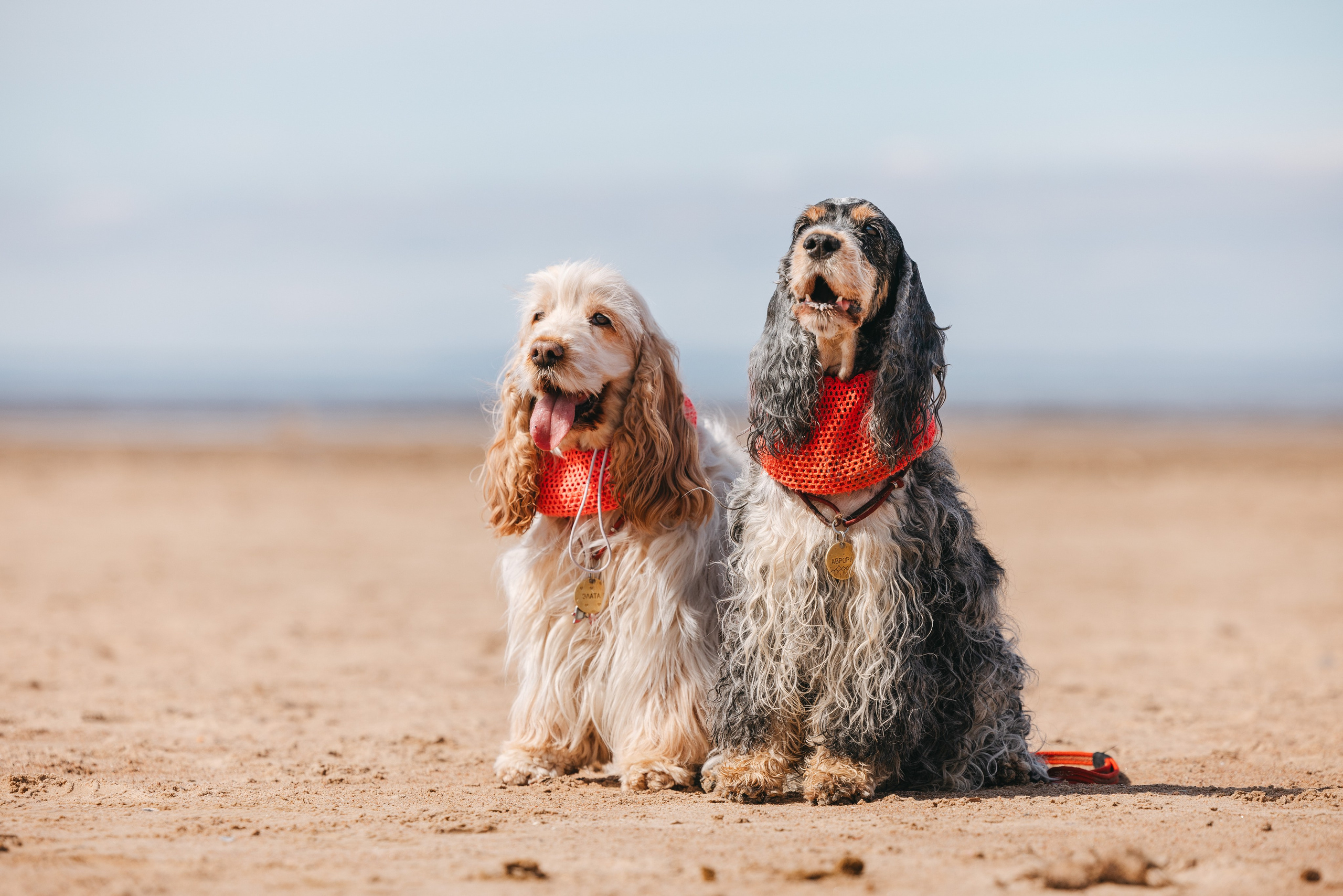 Спанимания. Фотограф анималист Осипчикова Мария