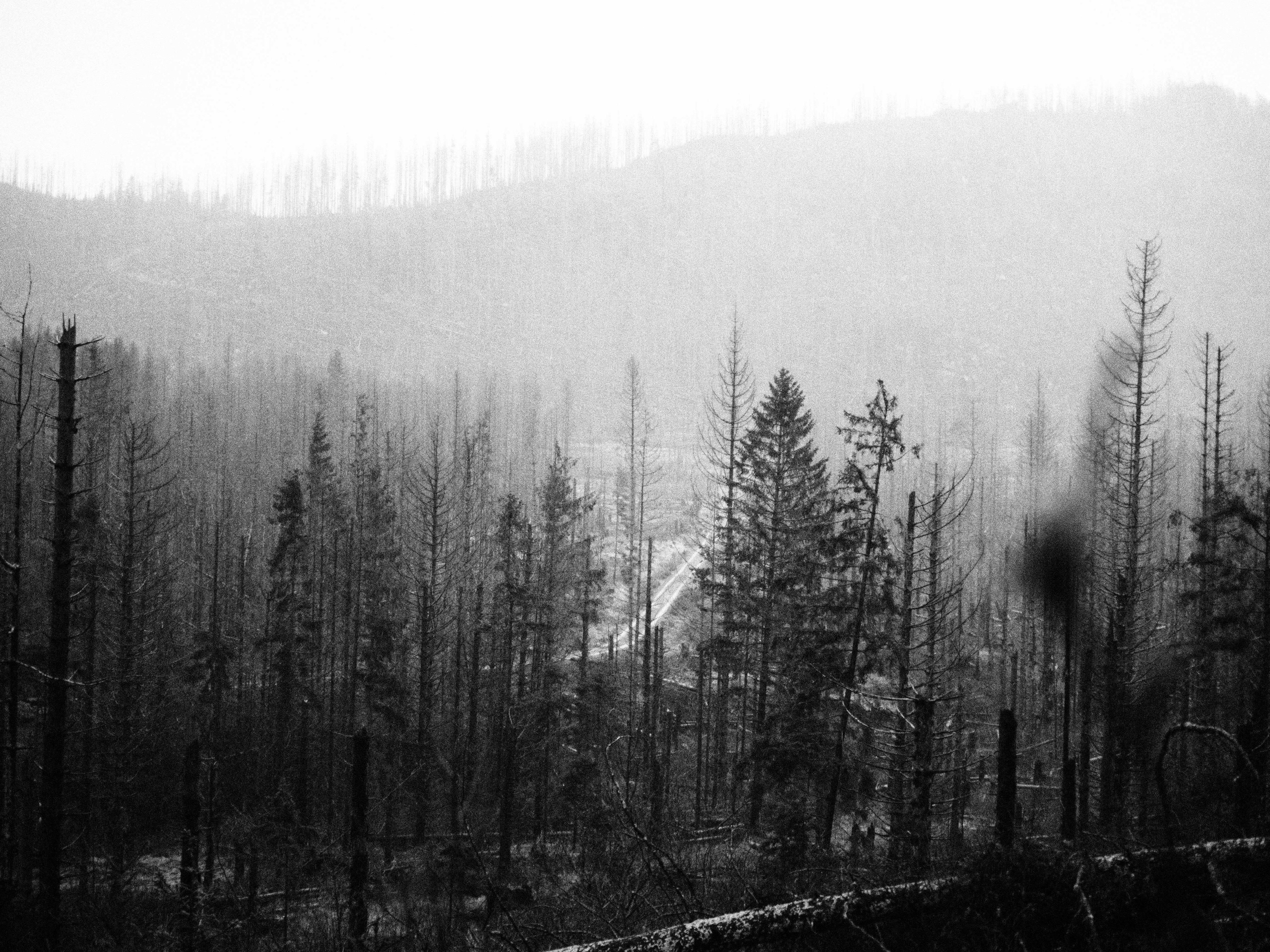 Таинственный лес. Репортажный фотограф в Берлине Александра Герман