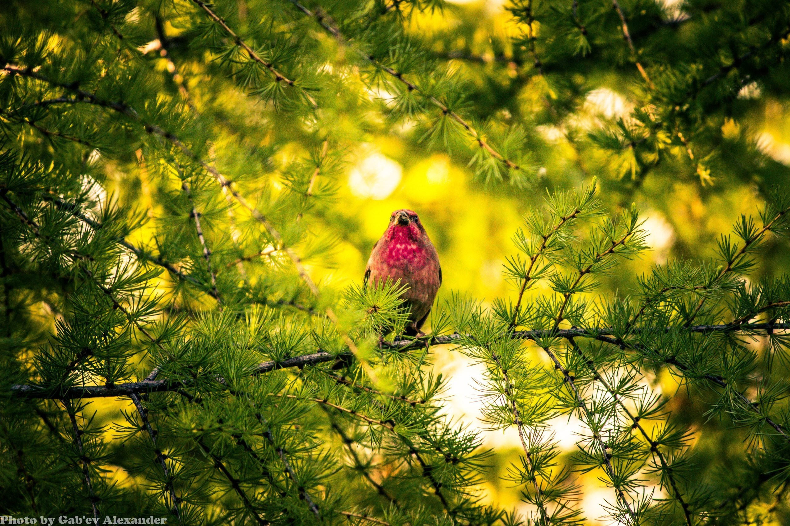Природа. Коммерческий фотограф в Нерюнгри Габьев Александр