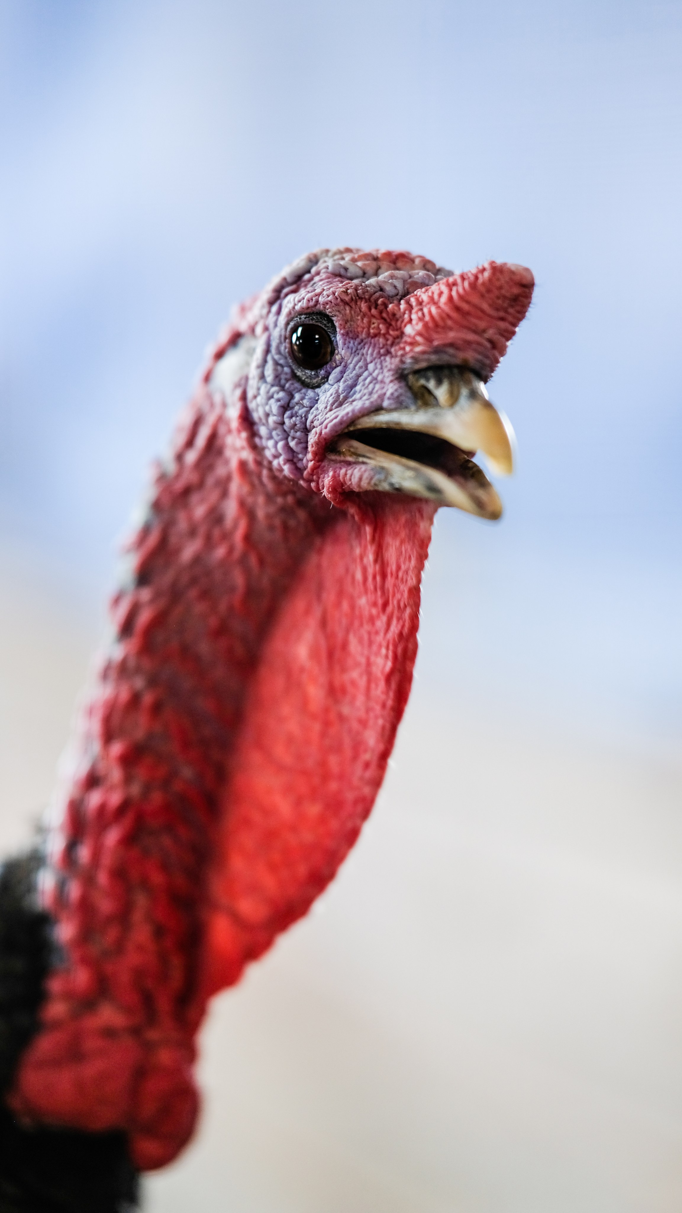 Животные и птицы. KRUTOVA_фотографирую жизнь