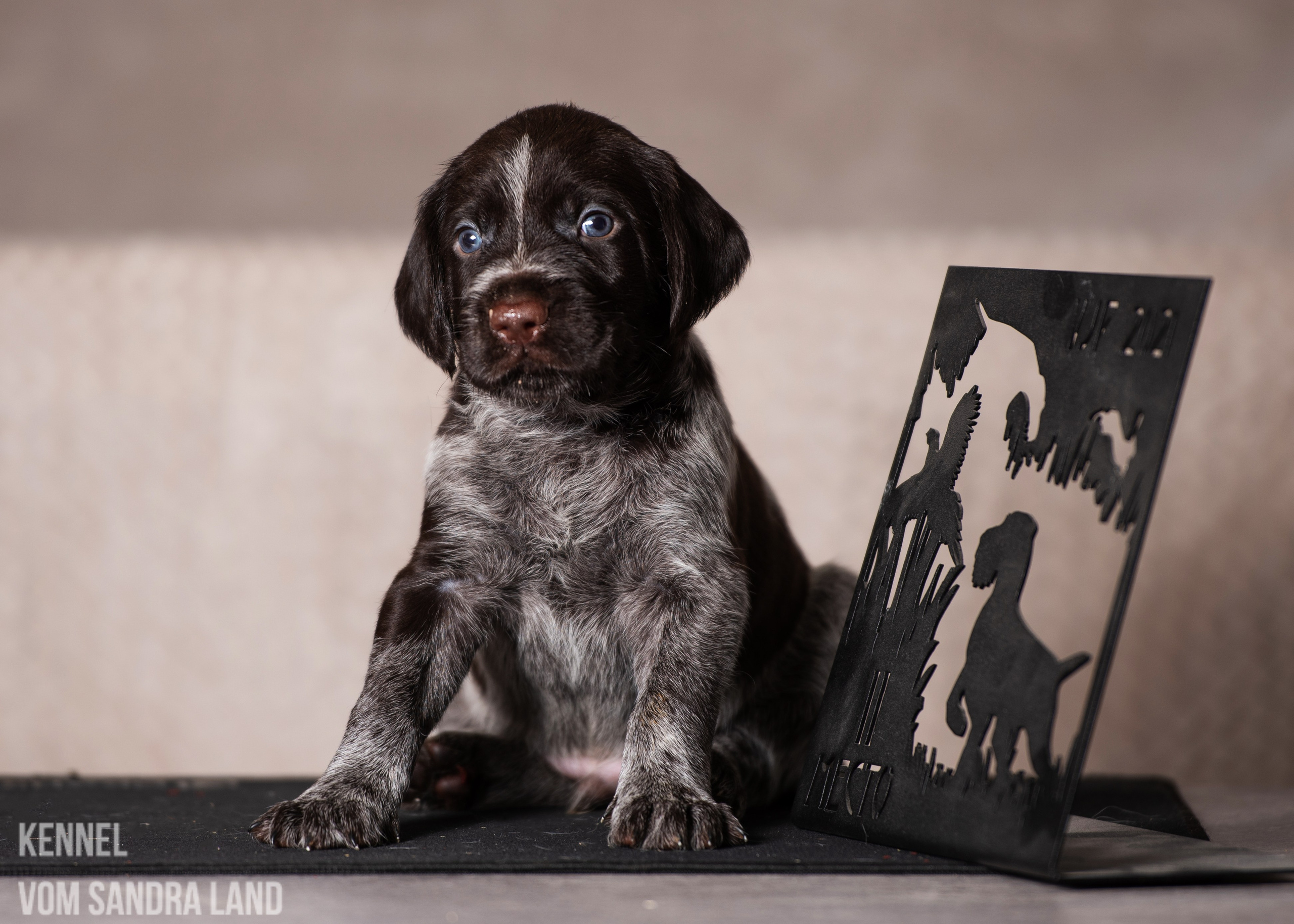 Вереск вом Сандра Лэнд, Veresk vom Sandra Land