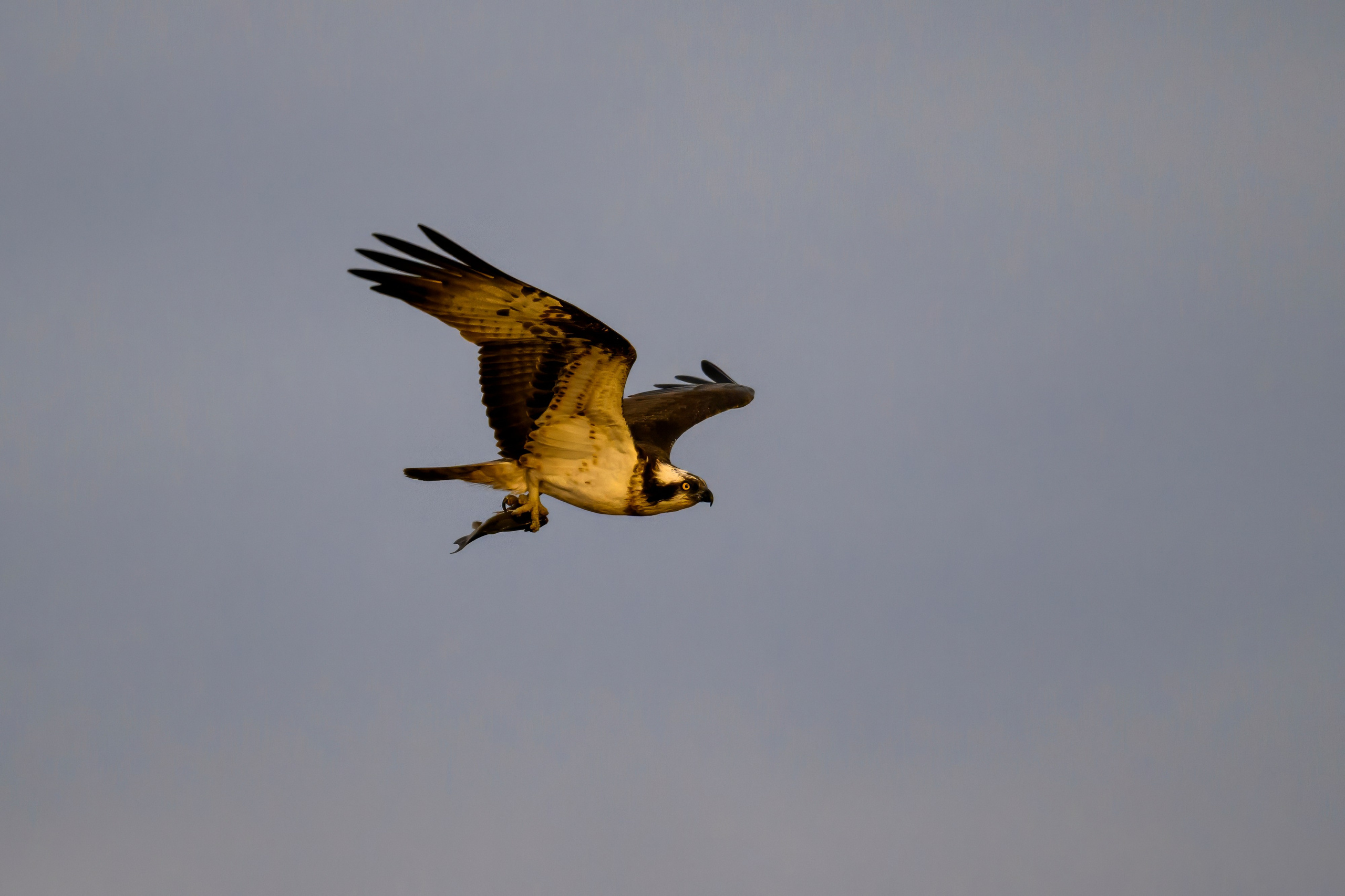 Дуплет скопы. Wildlife photography by Sergey Puponin