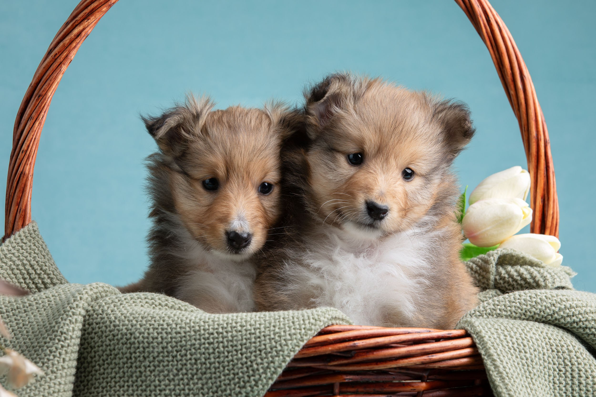Фото соболиных щенков шелти в возрасте 7 недель на голубом фоне. Фотограф-анималист в Москве и Московской области Татьяна Фролова