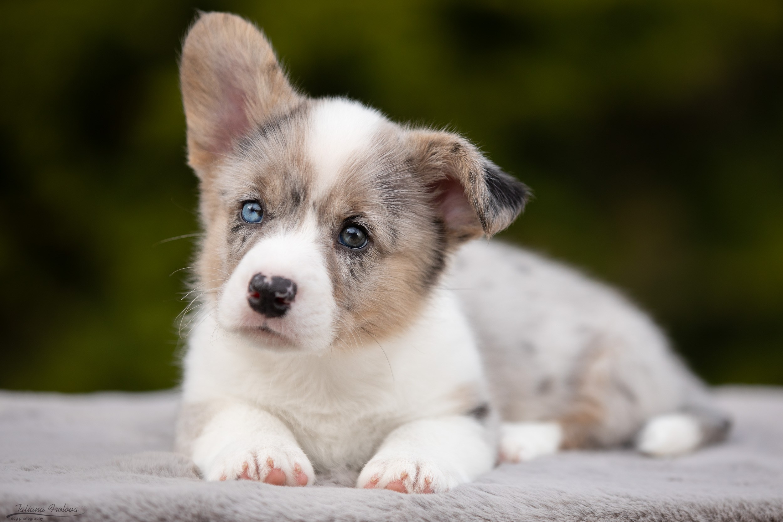 Съемка помета щенков для продажи на улице. Фотограф-анималист в Москве и Московской области Татьяна Фролова