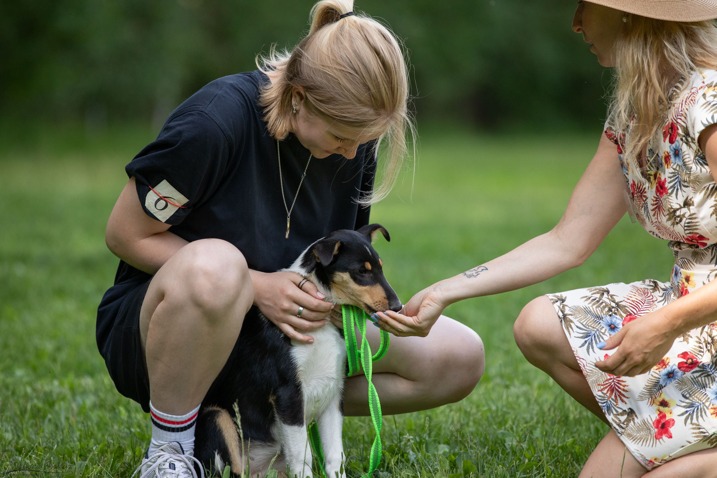 Репортаж с выводки молодняка колли/шелти в Ясенево. Фотограф-анималист в Москве и Московской области Татьяна Фролова
