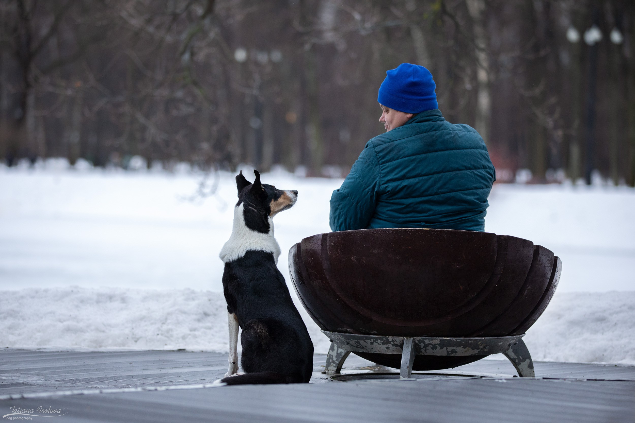 Фотопрогулка короткошерстной колли в Москве. Фотограф-анималист в Москве и Московской области Татьяна Фролова