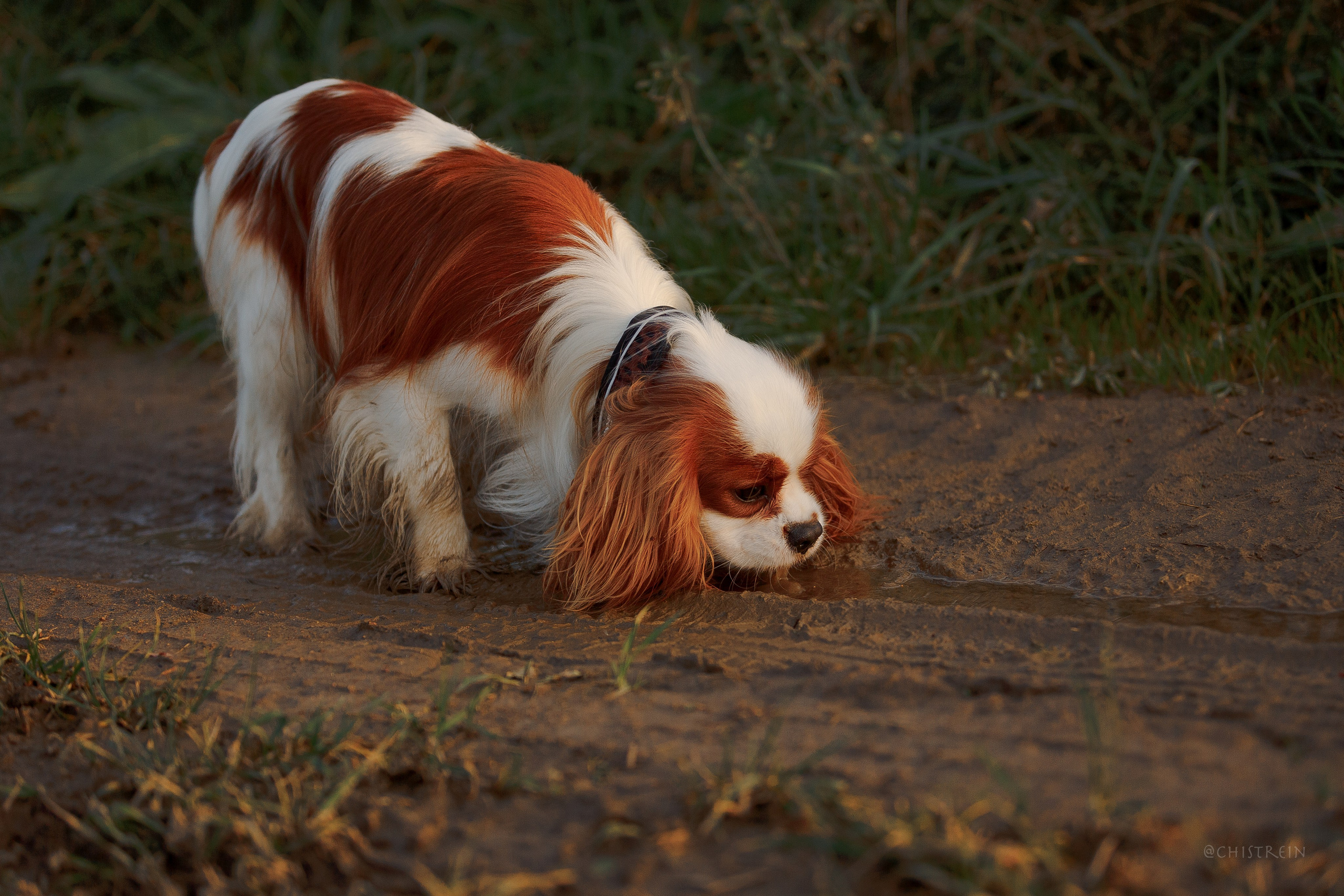 Октябрьский закат в полях. Алина и Лео. Фотограф-анималист Наталия Чистюхина в г. Сосновый Бор и ЛО