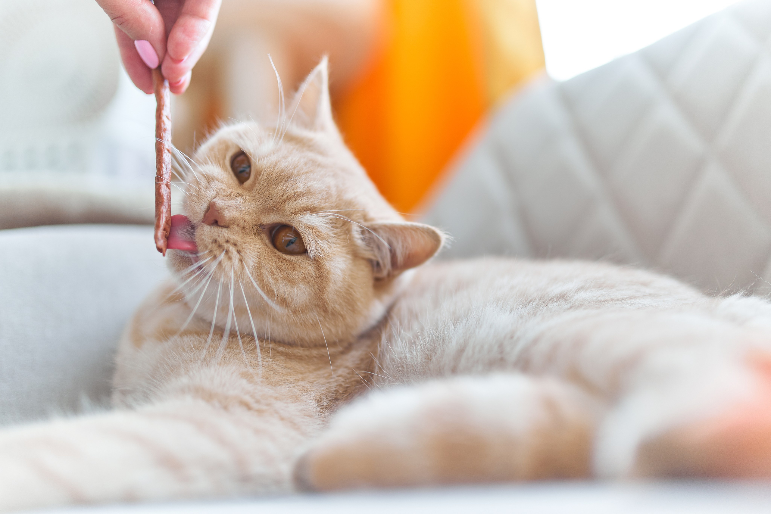 Фотосессия кота. Мужская фотосессия в СПб|Ирина Курманаева