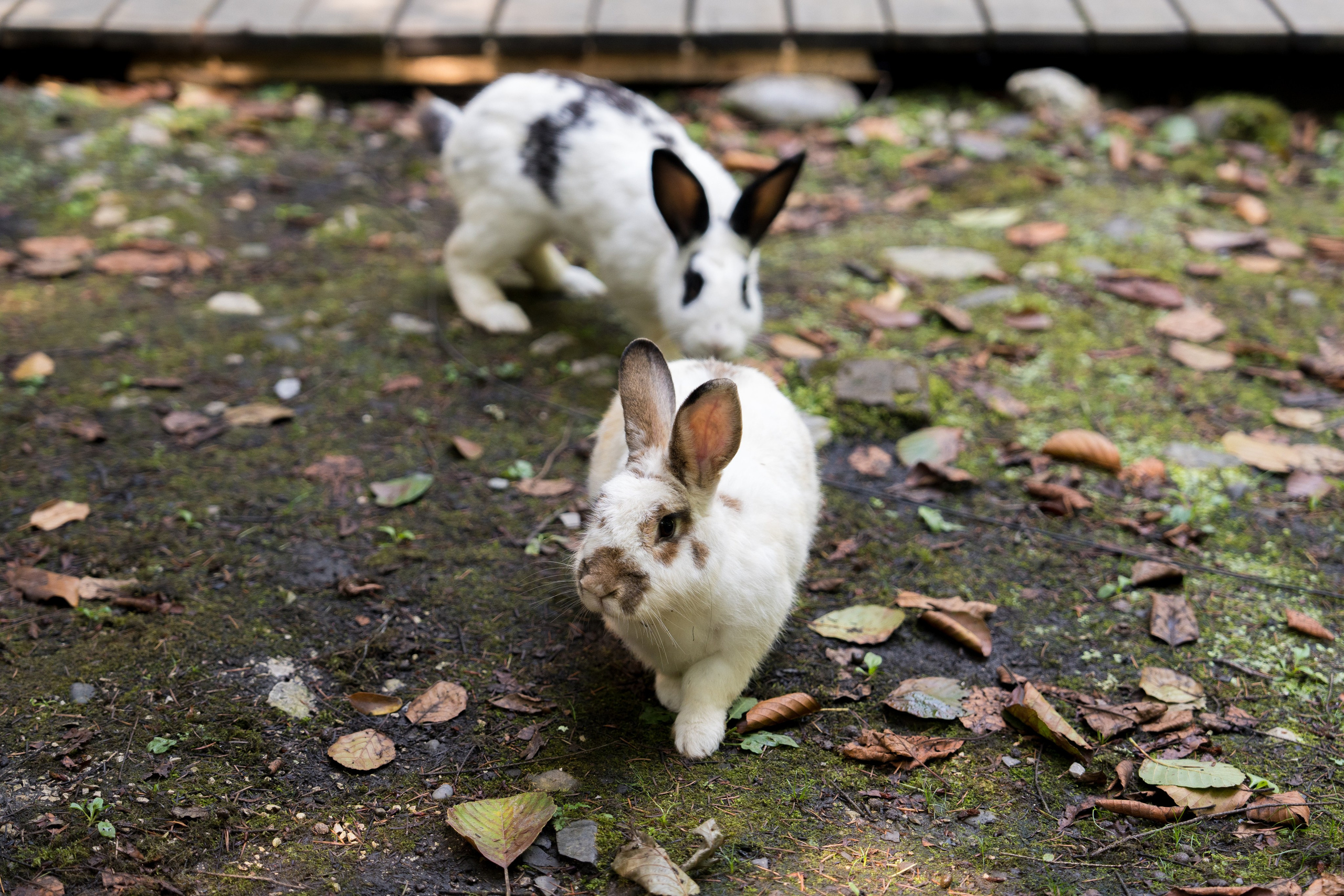 MICE мероприятие для компании «Доставка морем»: хайкинг к Ачипсинским водопадам. Репортажный фотограф в Красной Поляне и Сочи Павлюченко Екатерина