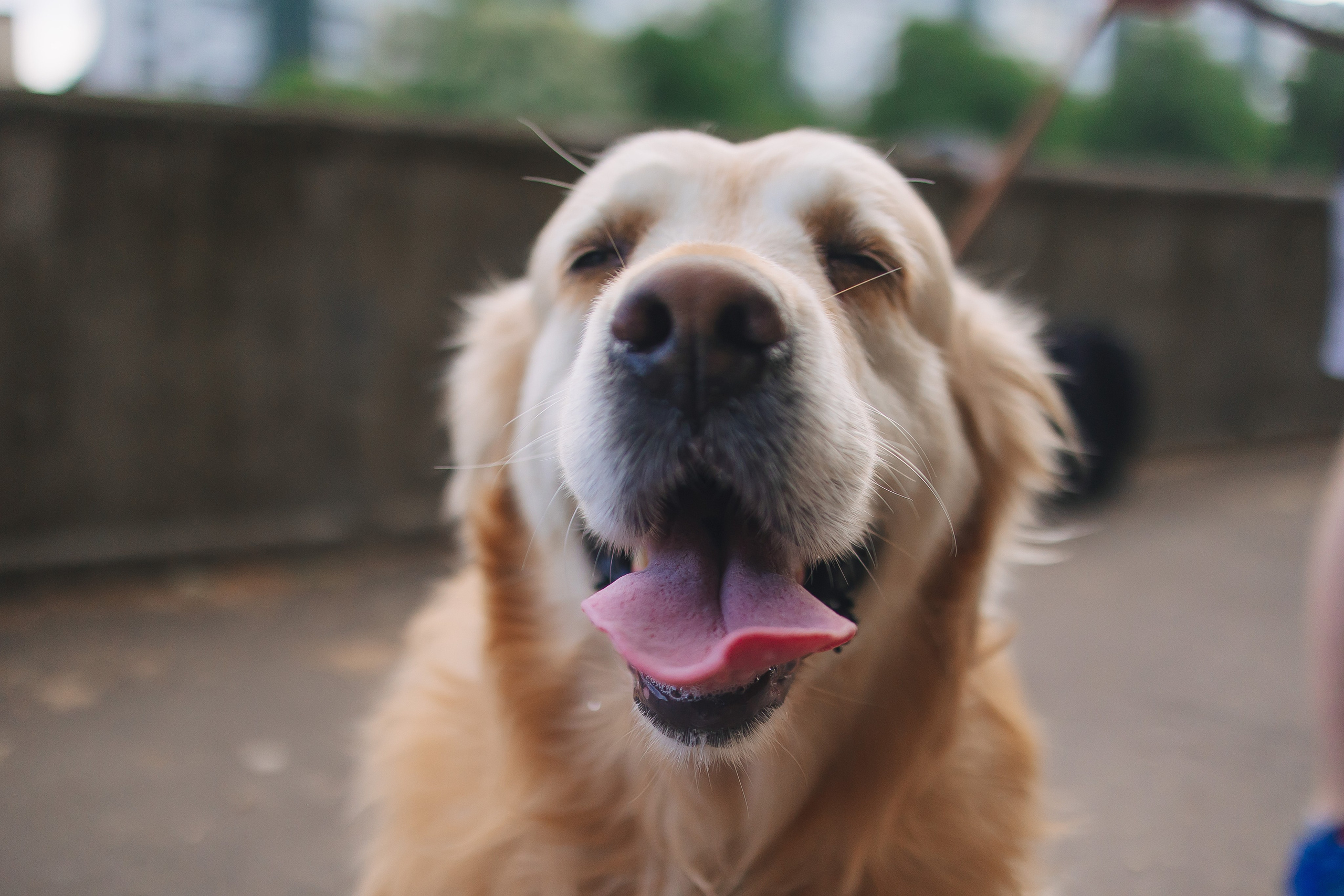 Золотистый ретривер Кант, Калининград. Свадебный и женский фотограф