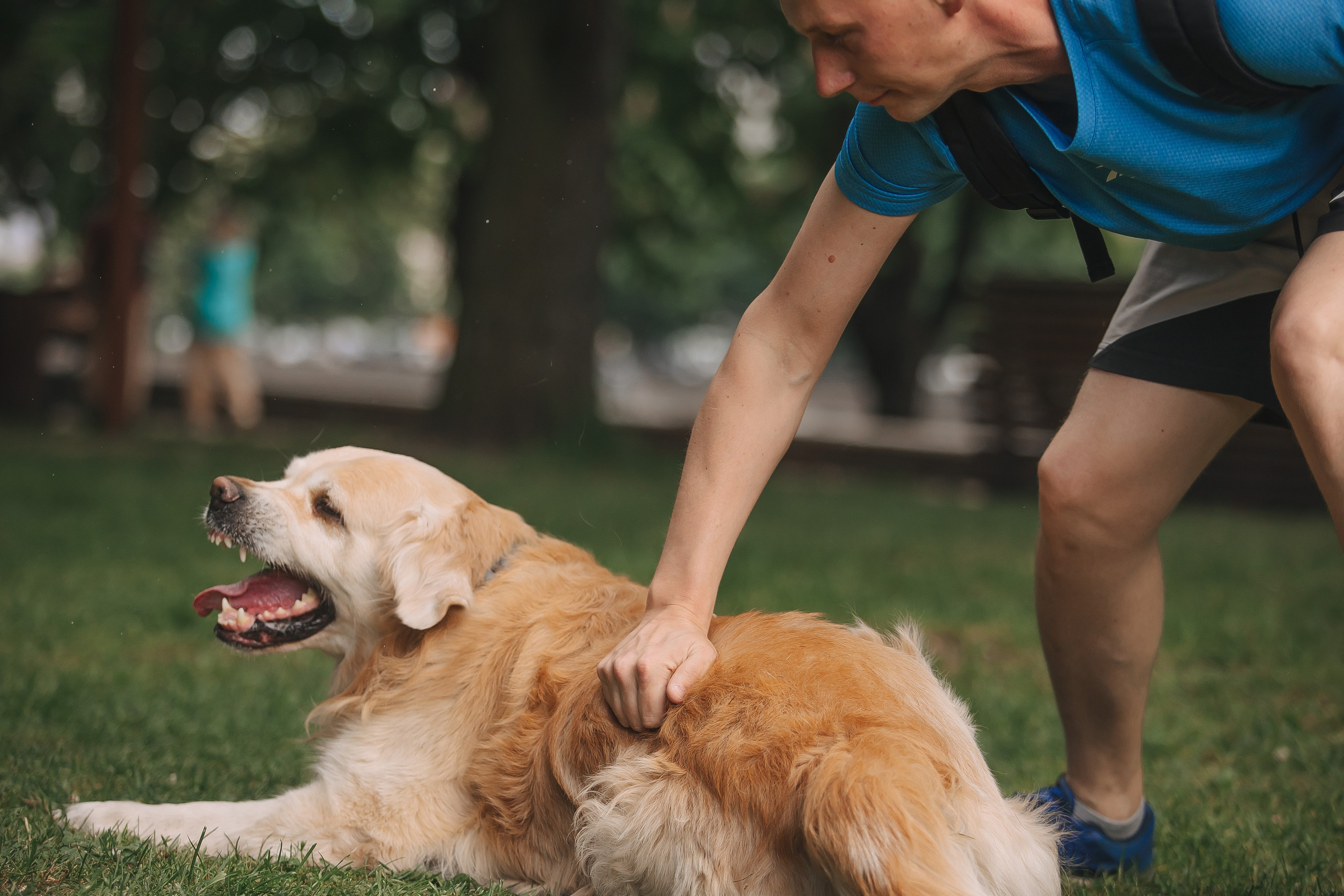 Золотистый ретривер Кант, Калининград. Свадебный и женский фотограф