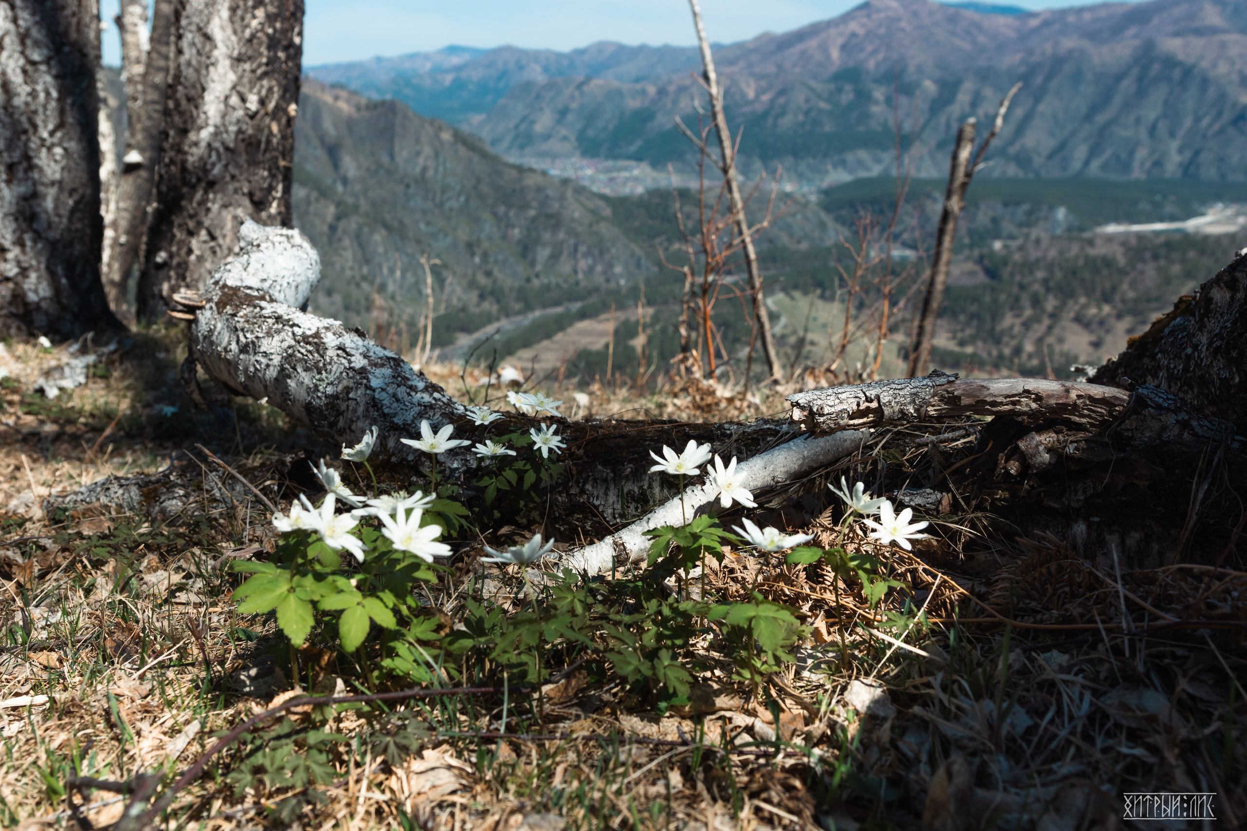 Алтай. Фотограф-путешественник Самойлов Максим «Sly Fox»