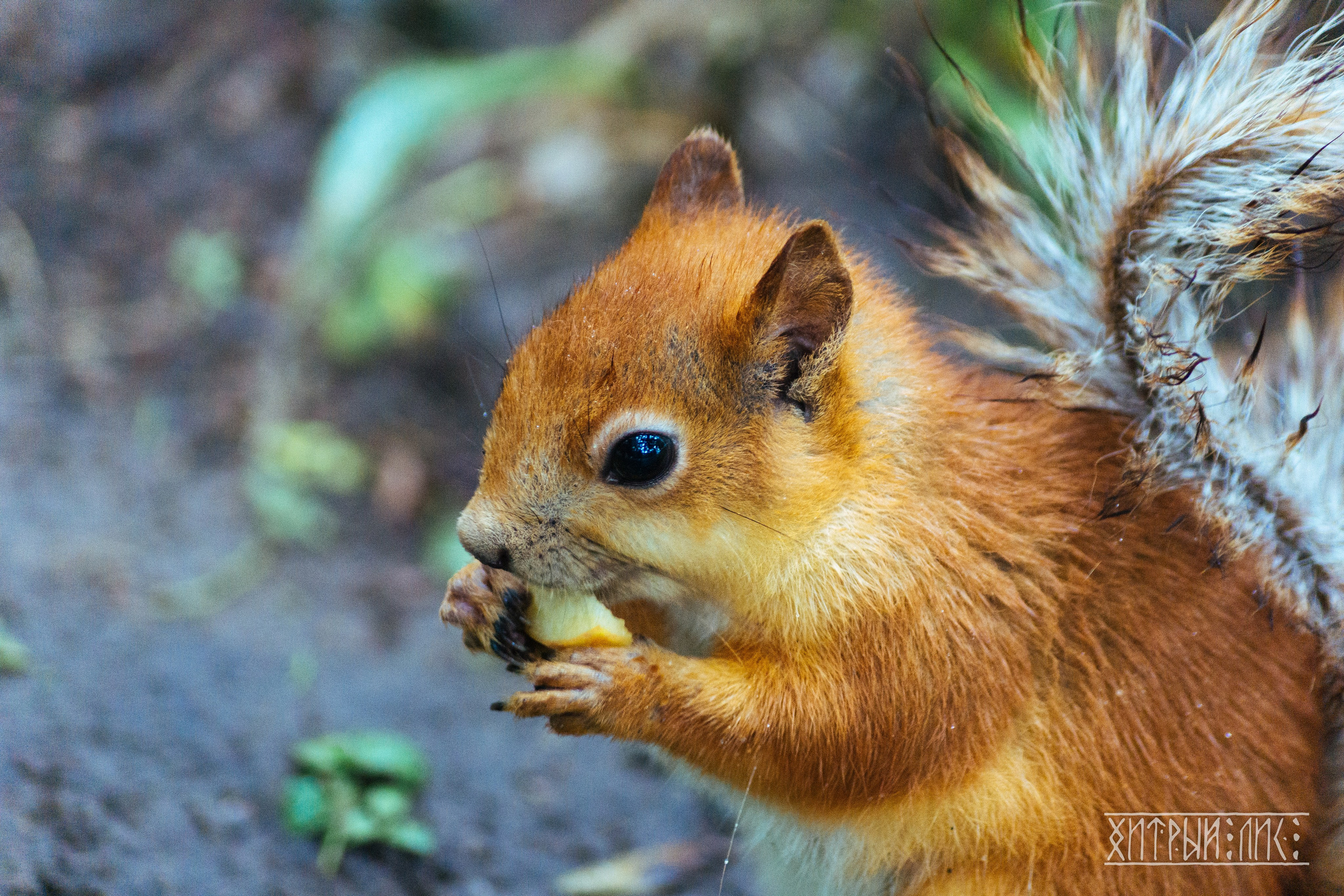Беларусь. Фотограф-путешественник Самойлов Максим «Sly Fox»