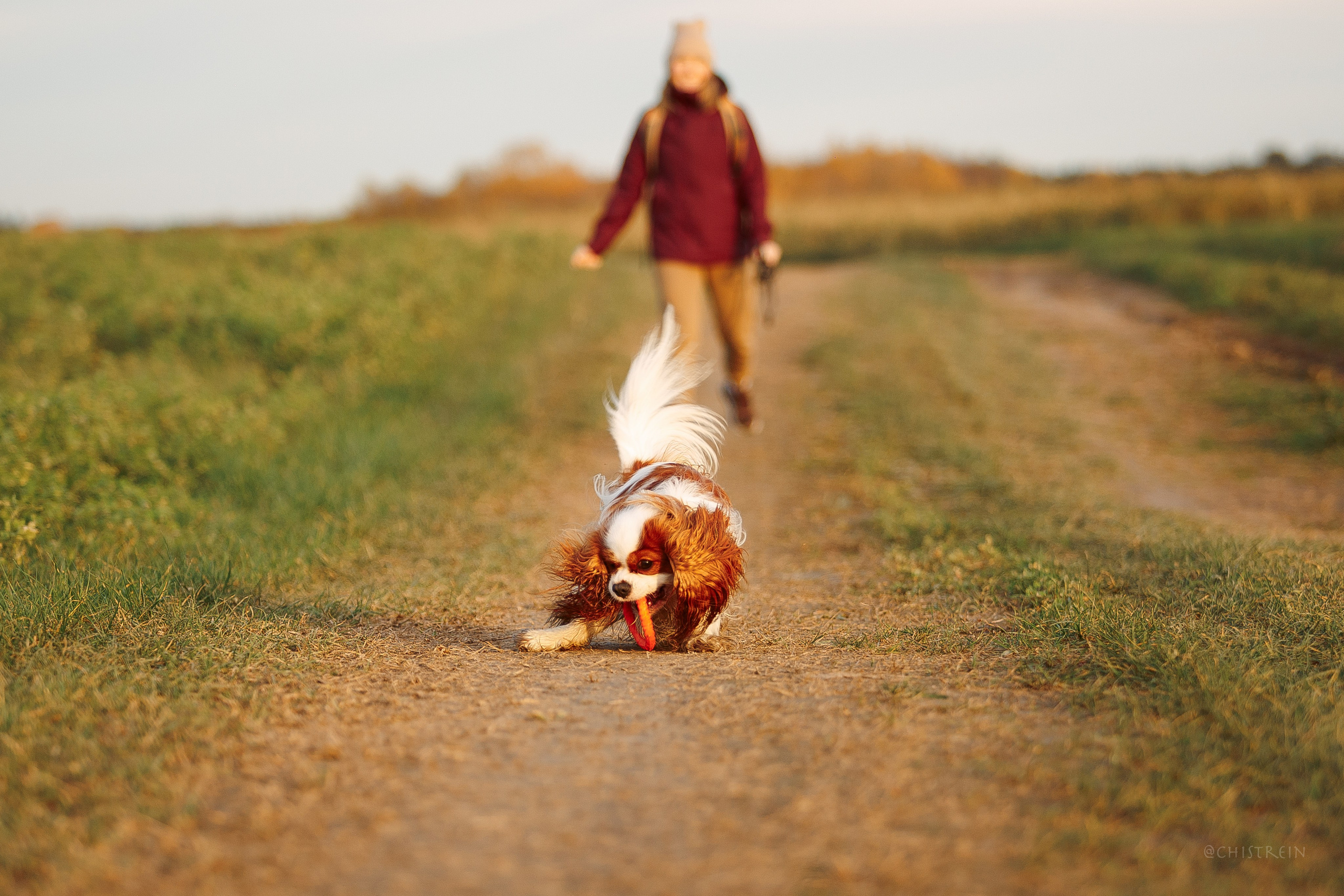 Октябрьский закат в полях. Алина и Лео. Фотограф-анималист Наталия Чистюхина в г. Сосновый Бор и ЛО