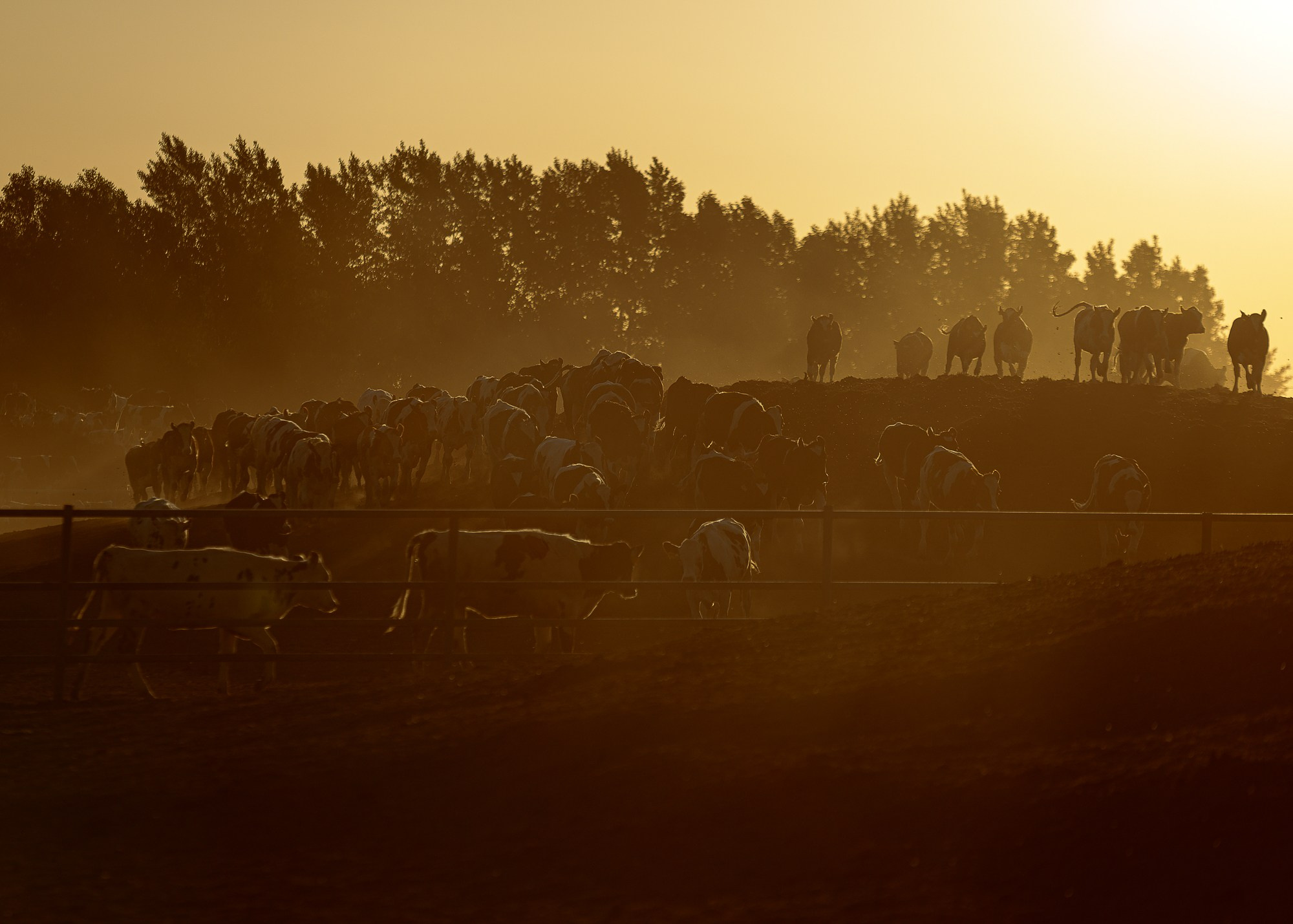 ЭкоНива — производитель молока № 1 в России