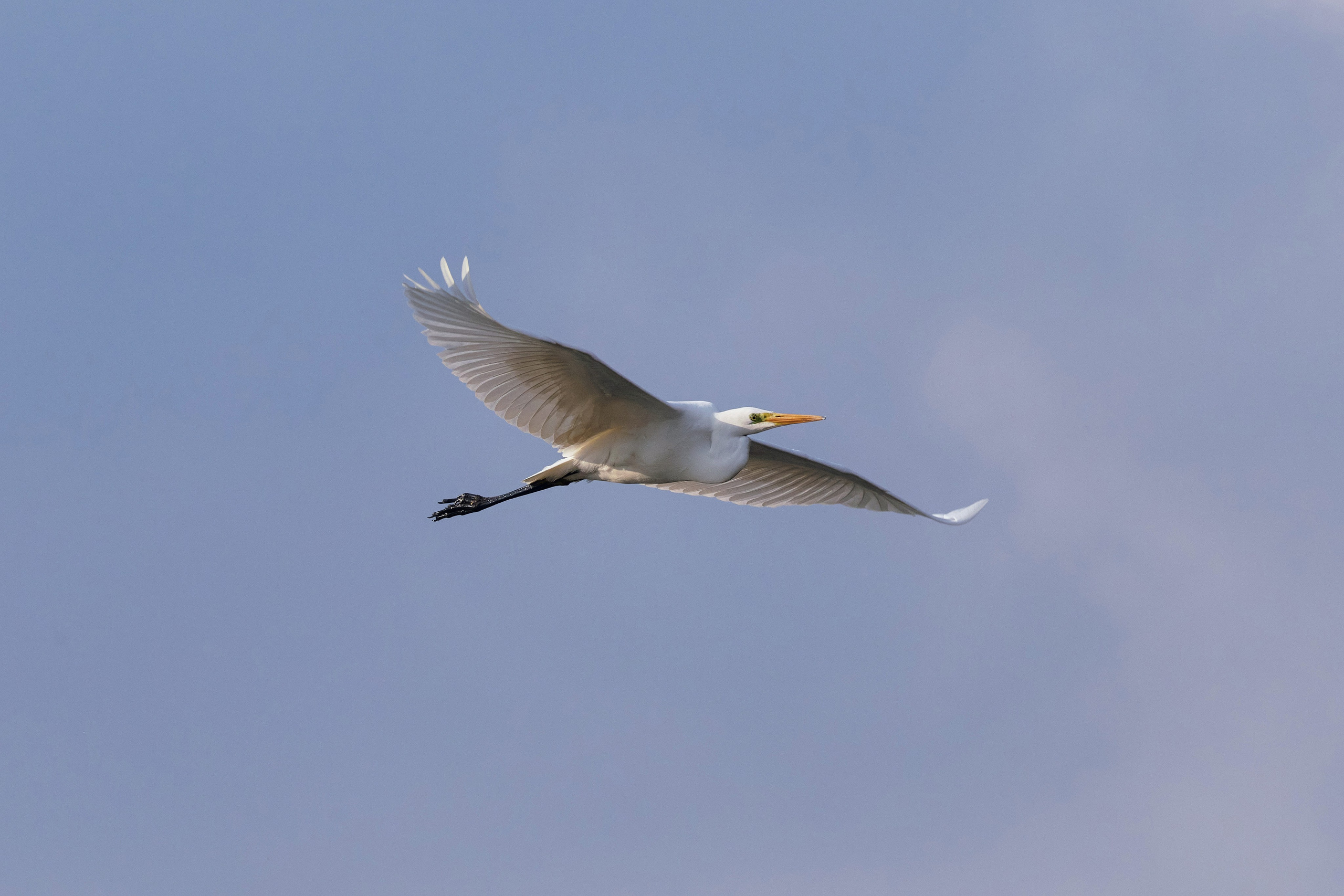 Фотография цапли на нейтральном фоне