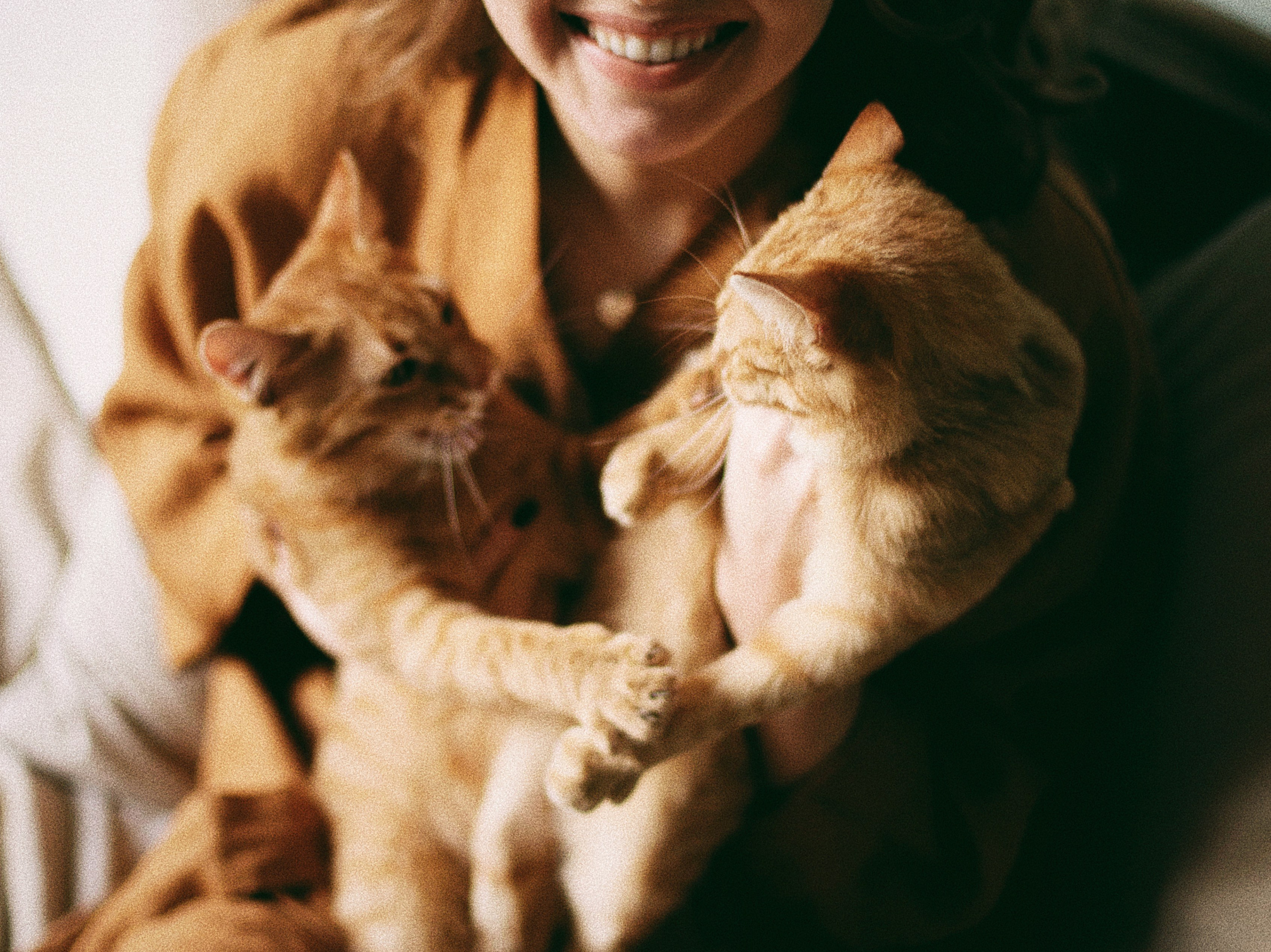 Катя, Булочка и Пирожок дома. Фотограф анималист Кристина Карпова, Москва