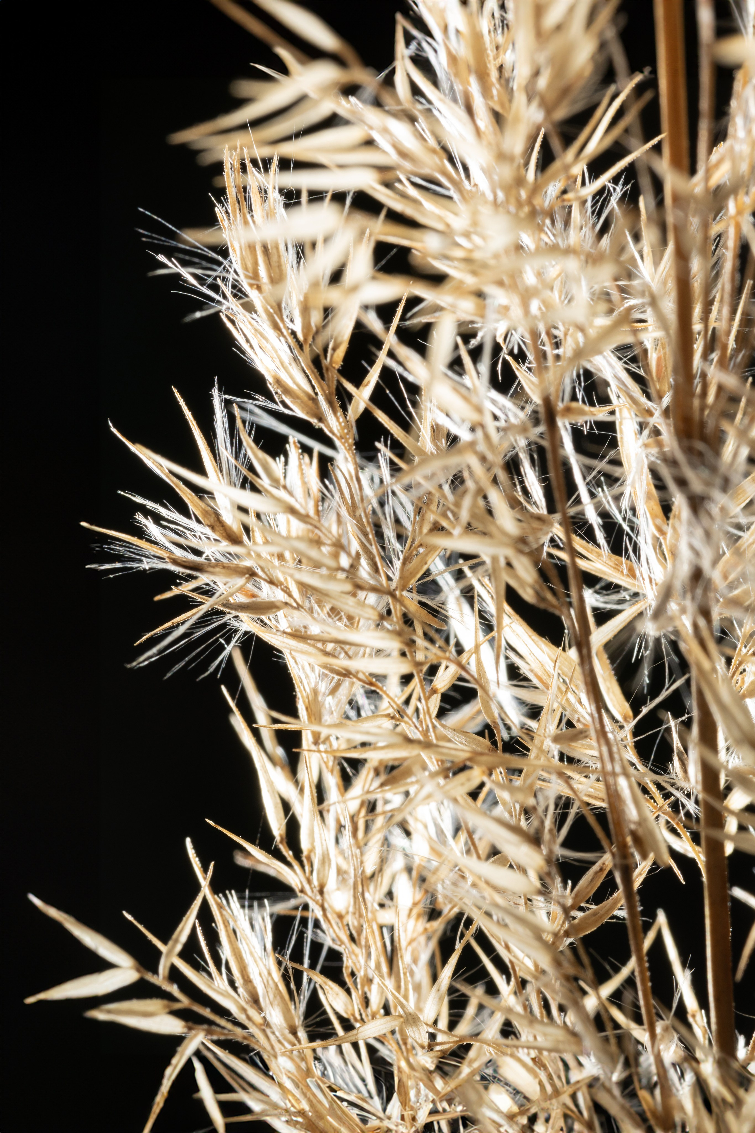 Макро. Фотограф Виктор Степанов