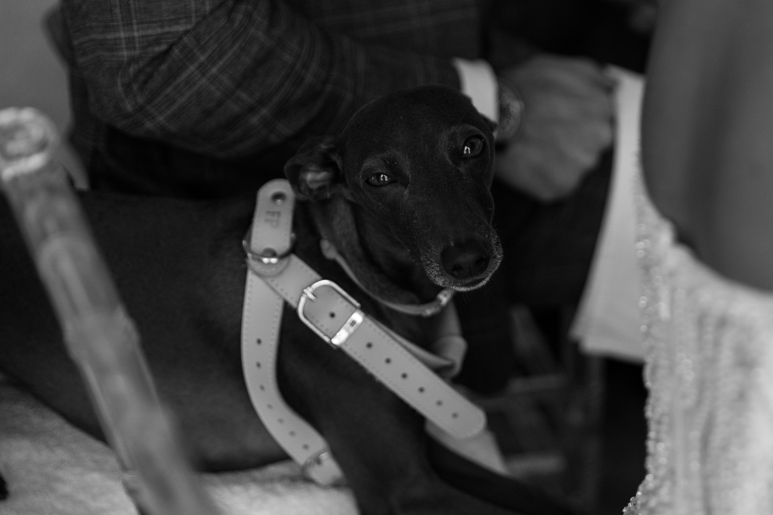 Арамаис и Камелия. Wedding photographer in St. Petersburg, Europe and Israel Anna Agafon