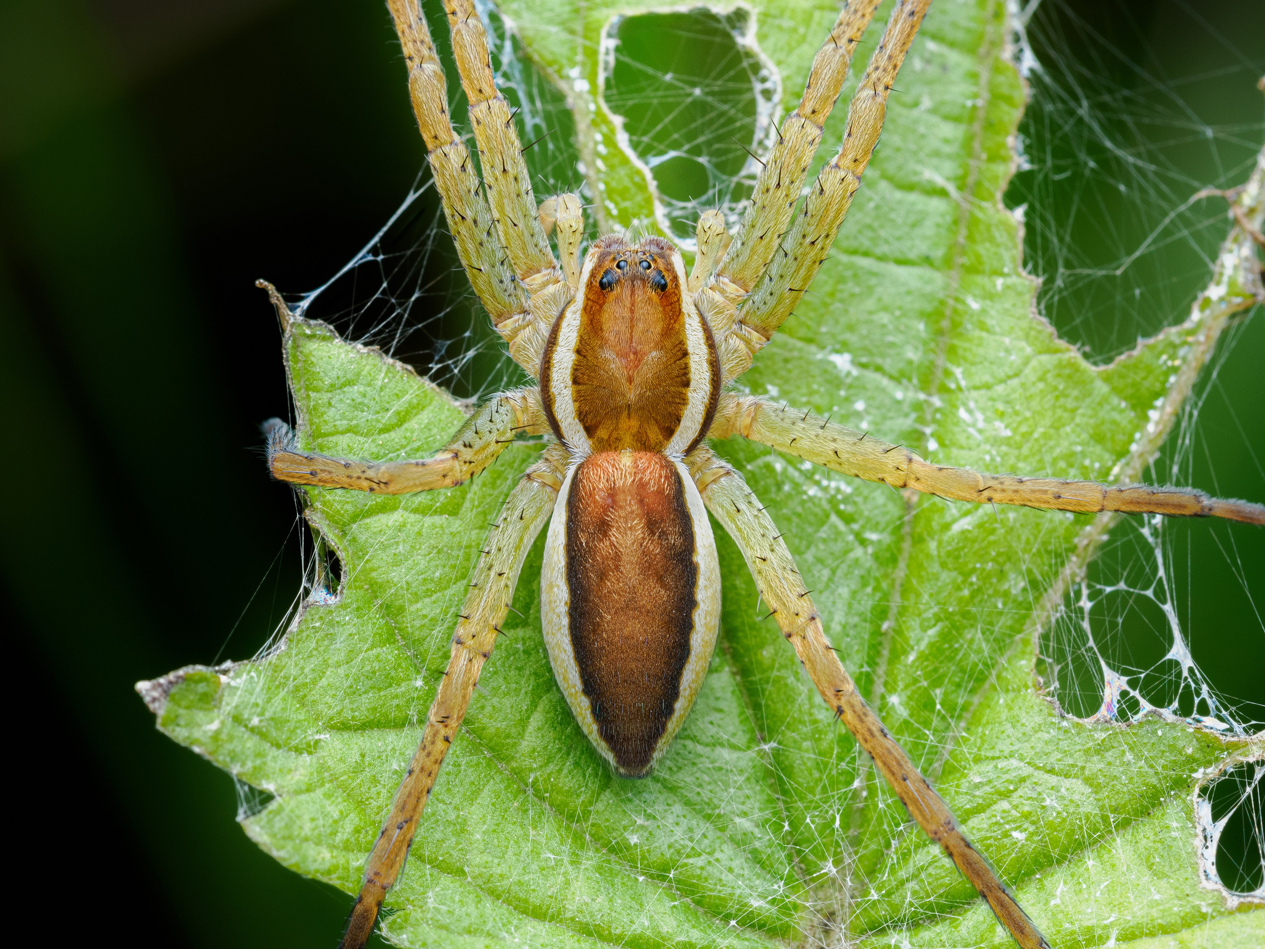 Охотник каемчатый