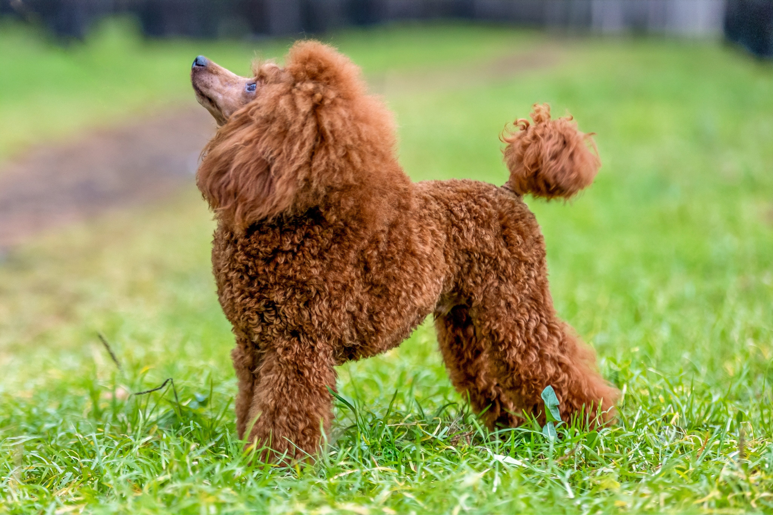 Кренделек сахарный Редли. Фотограф 📸 семейный, предметный, репортажный